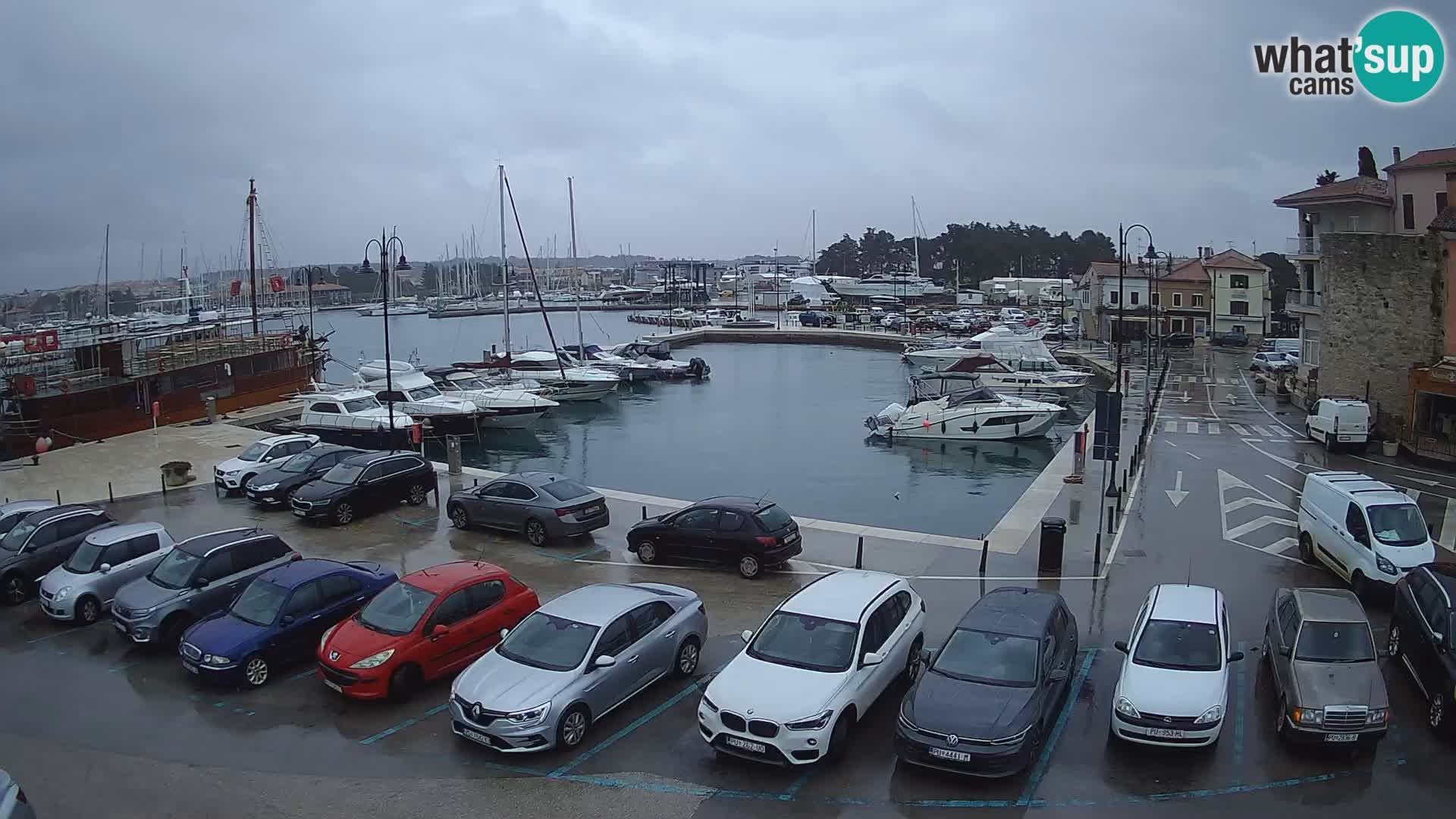 Novigrad | Porporela marina