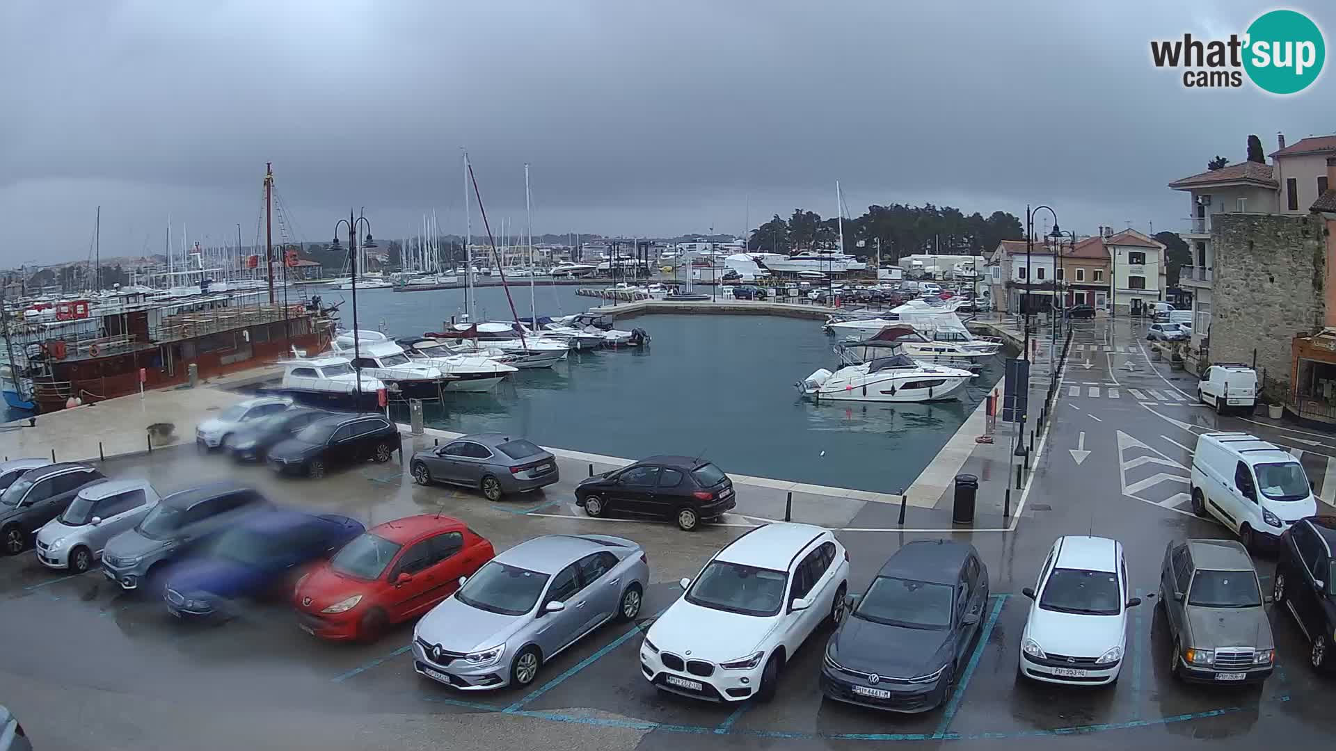 Novigrad | Porporela marina