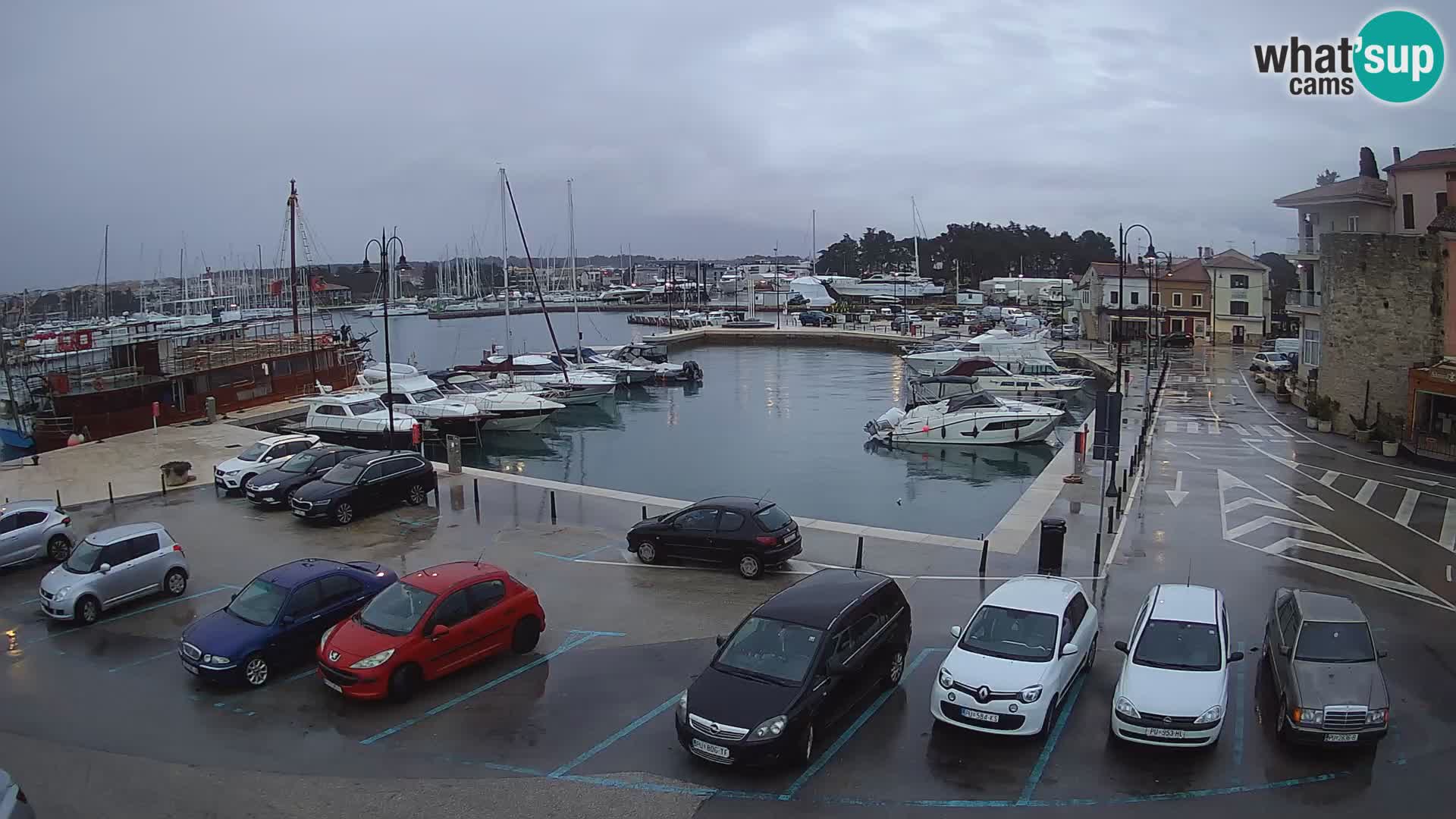 Novigrad | Porporela marina