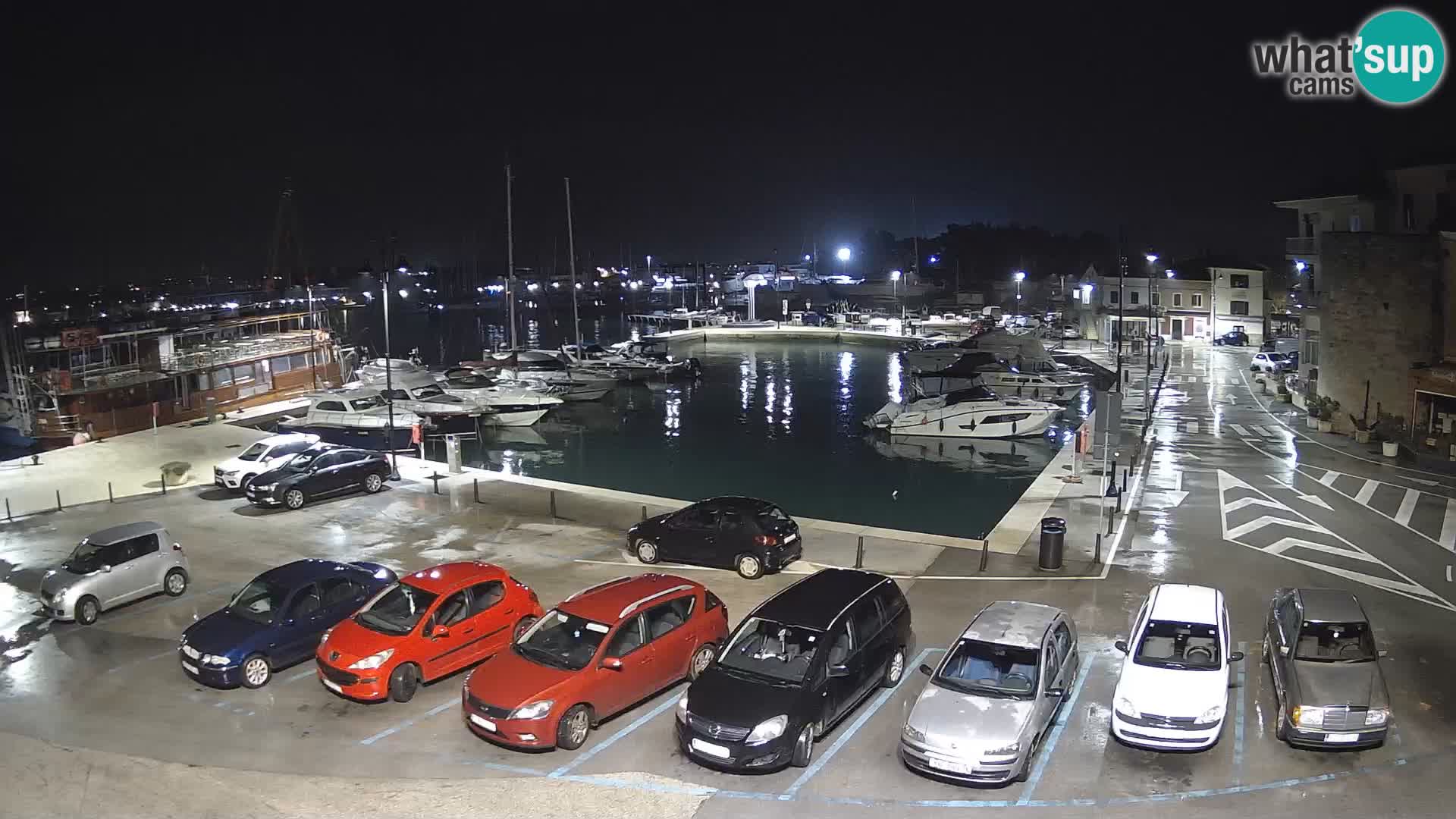 Novigrad | Porporela marina