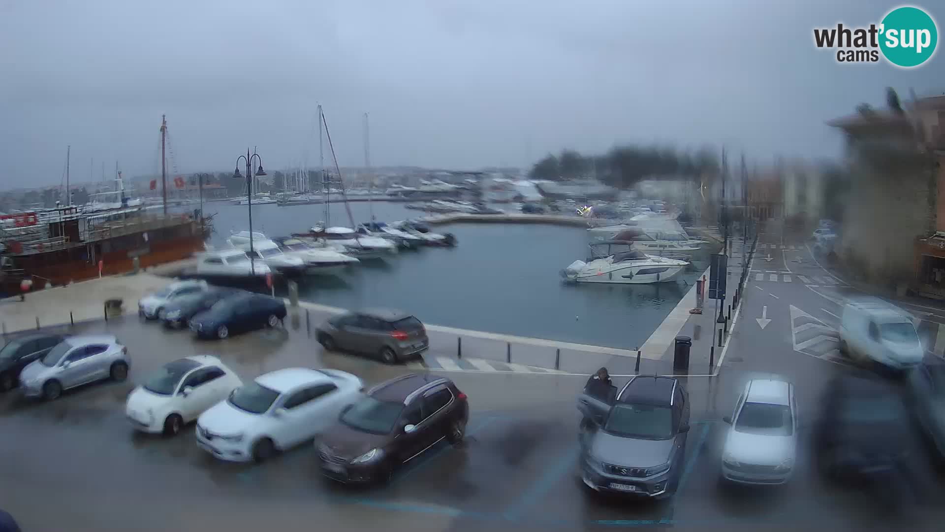 Novigrad | Porporela marina