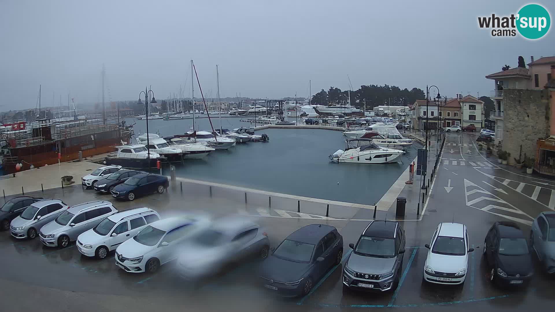 Novigrad | Porporela marina