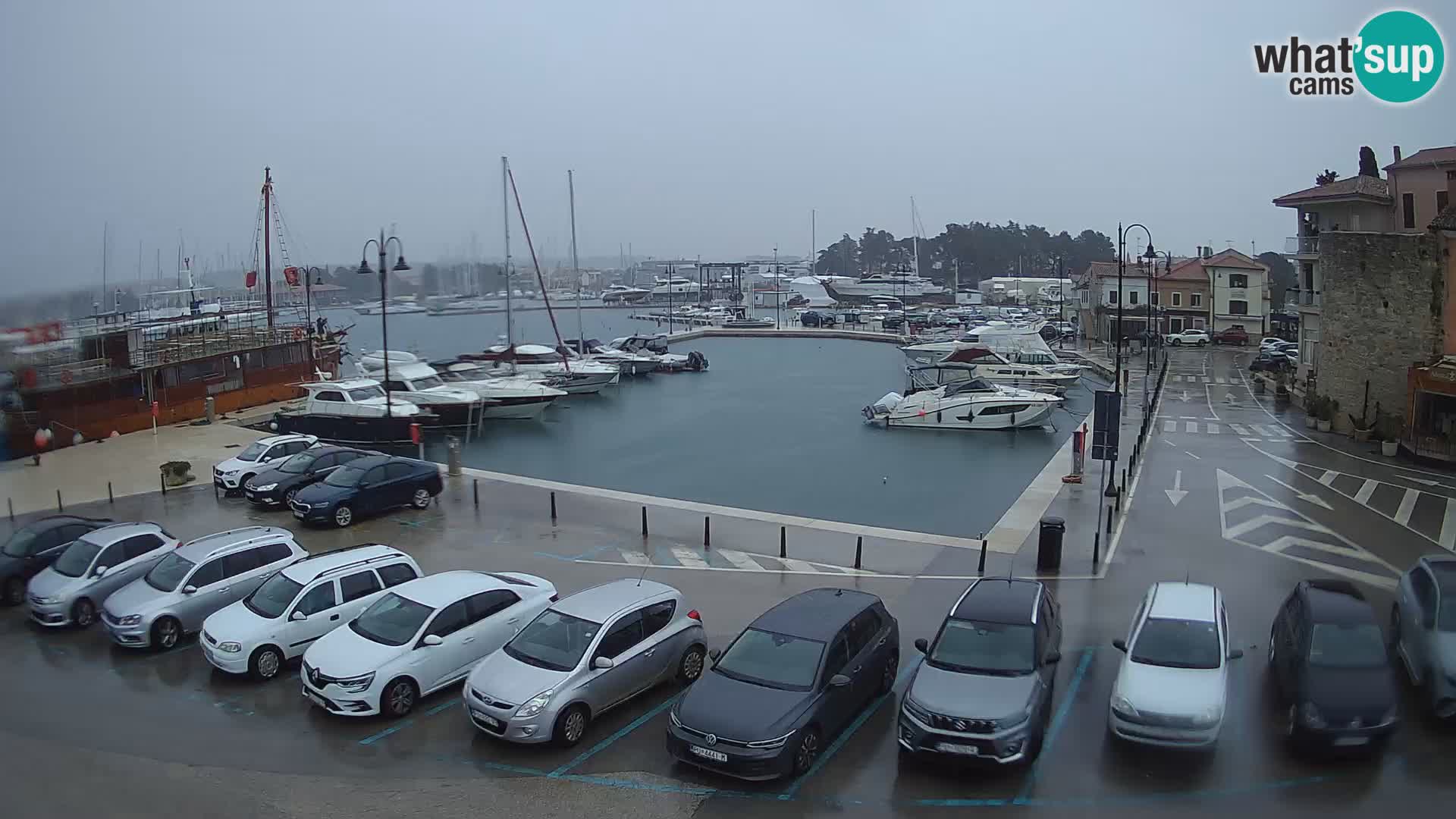 Novigrad | Porporela marina