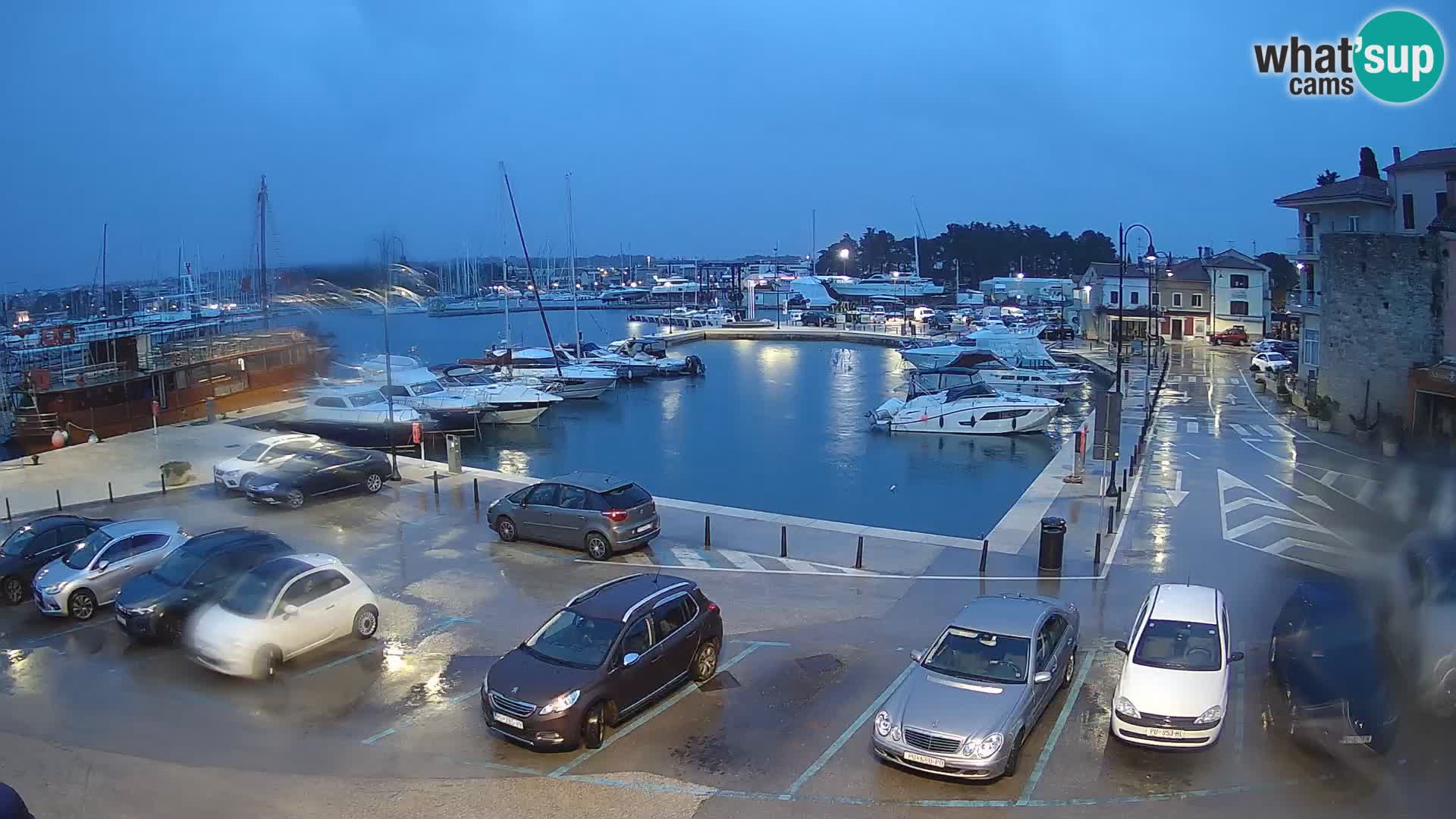 Novigrad | Porporela marina