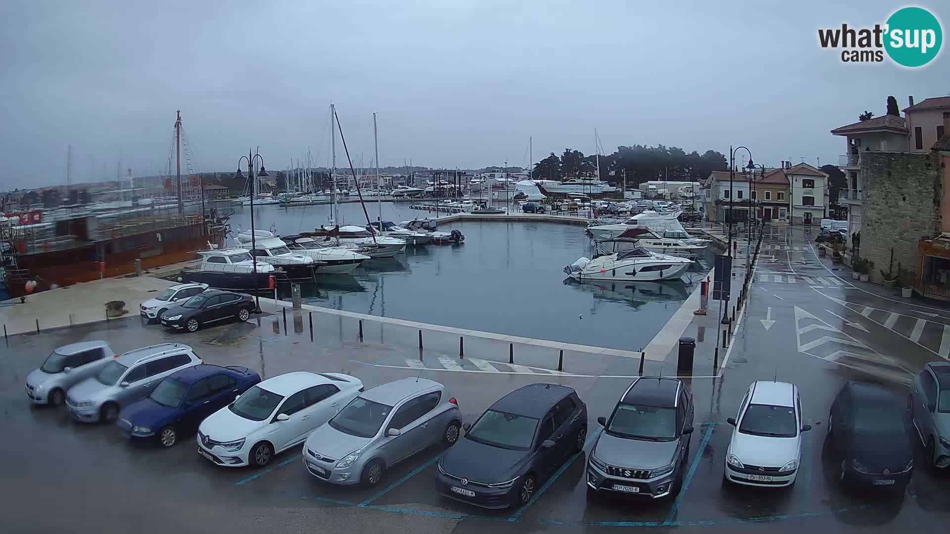 Novigrad | Porporela marina