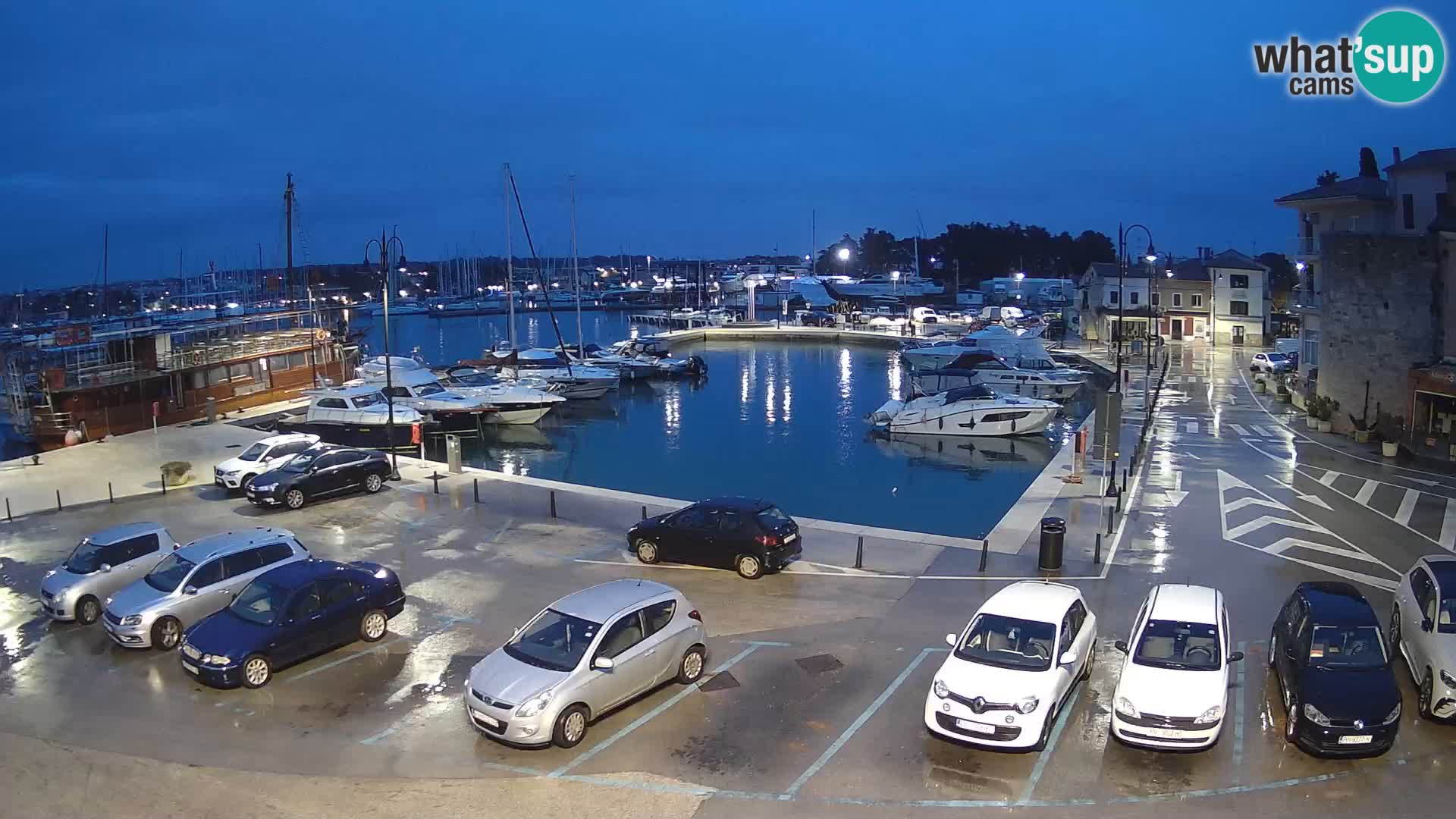 Novigrad | Porporela marina