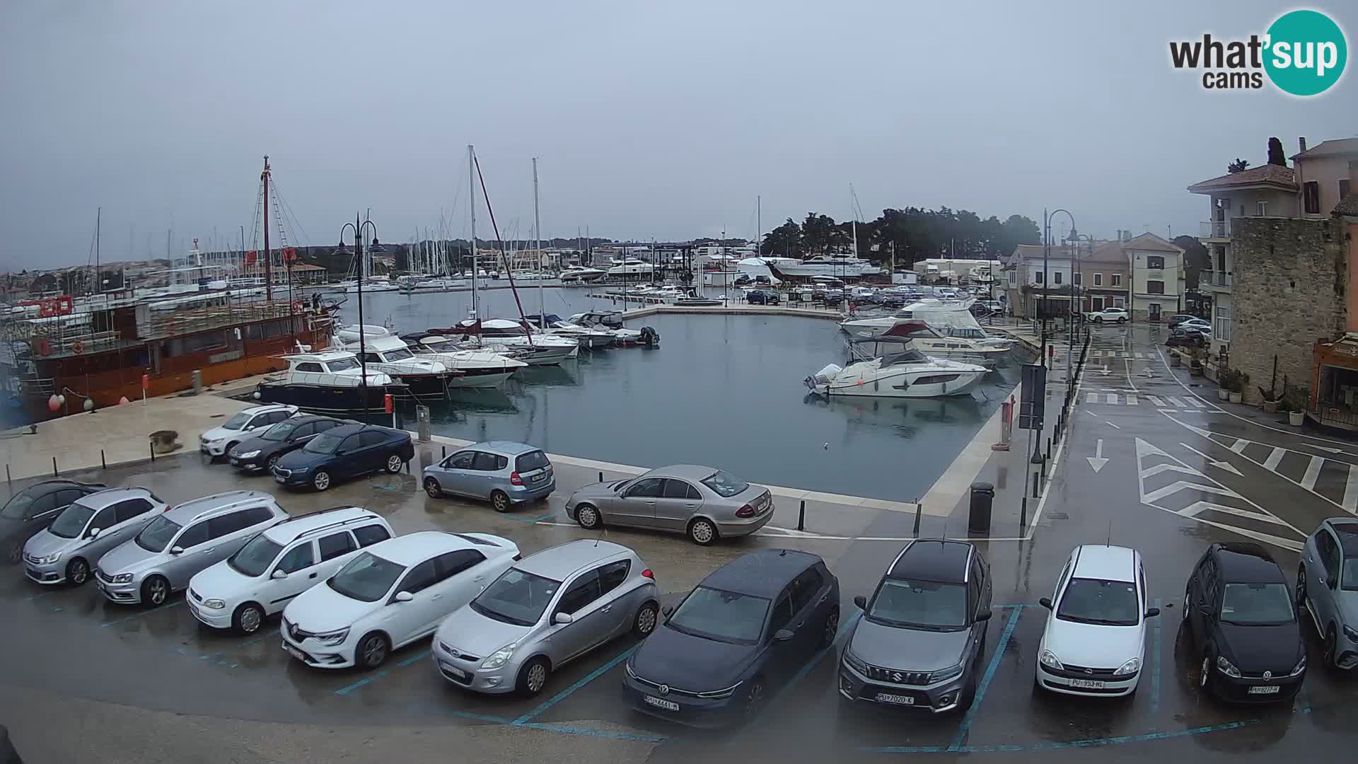 Novigrad | Porporela marina