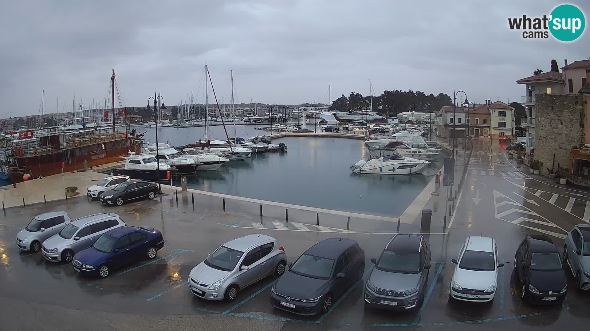 Novigrad | Porporela marina