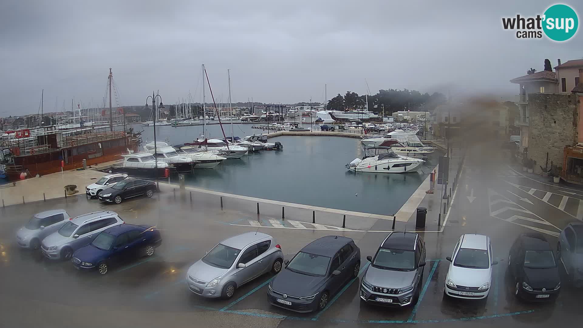 Novigrad | Porporela marina