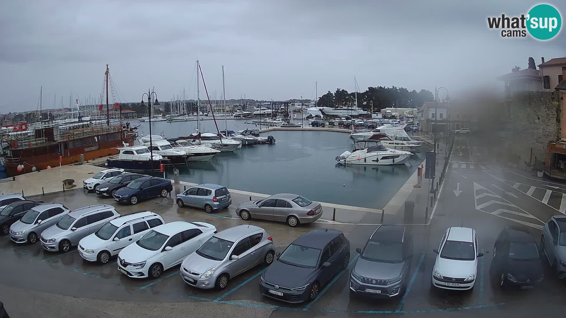 Novigrad | Porporela marina