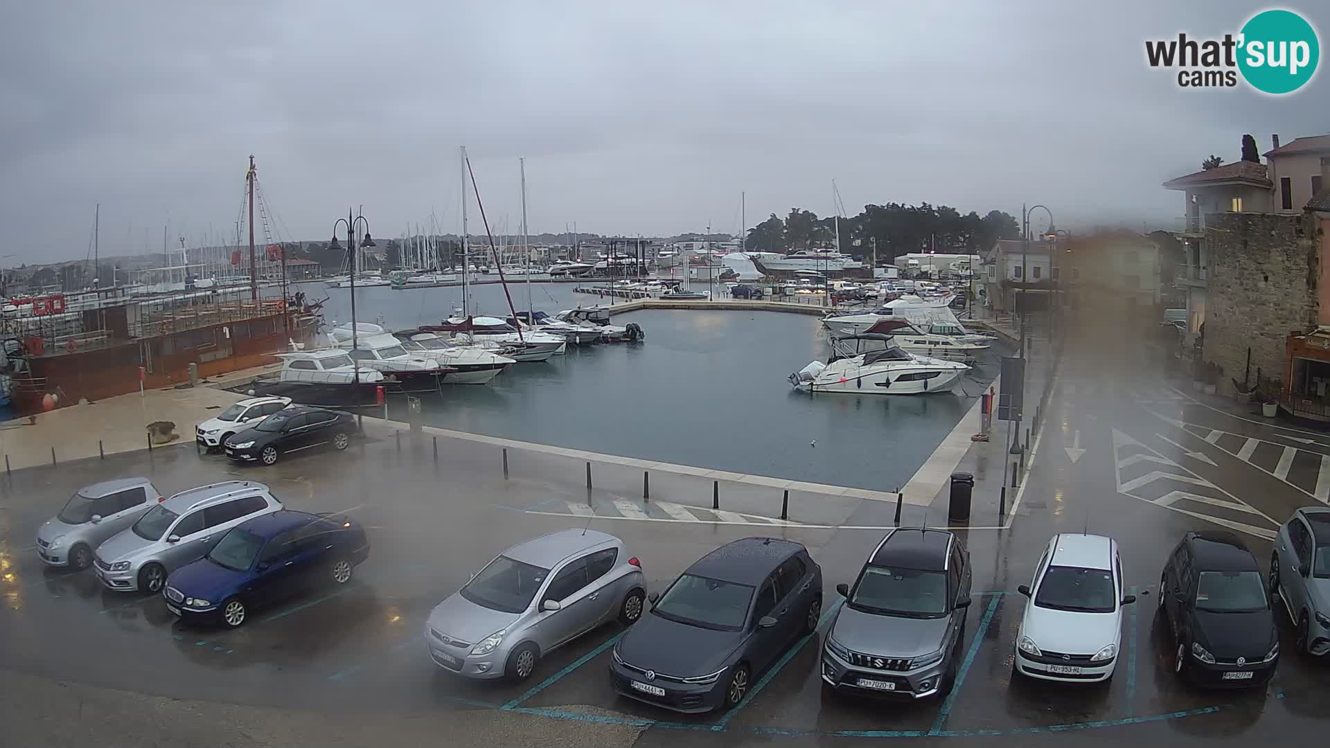 Novigrad | Porporela marina