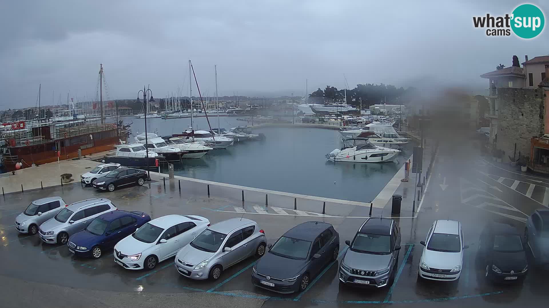 Novigrad | Porporela marina