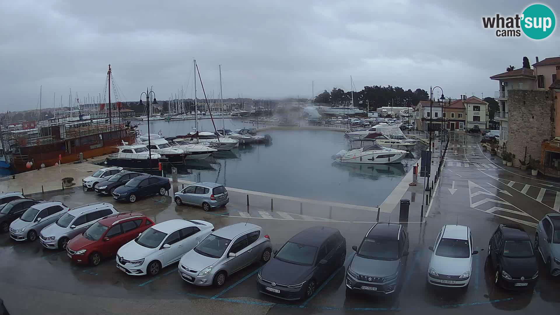 Novigrad | Porporela marina