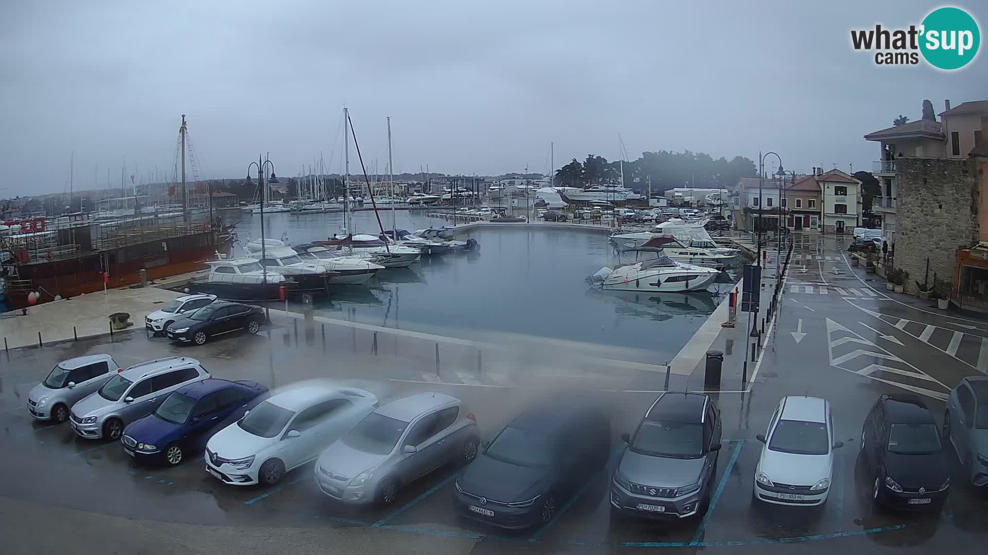 Novigrad | Porporela marina