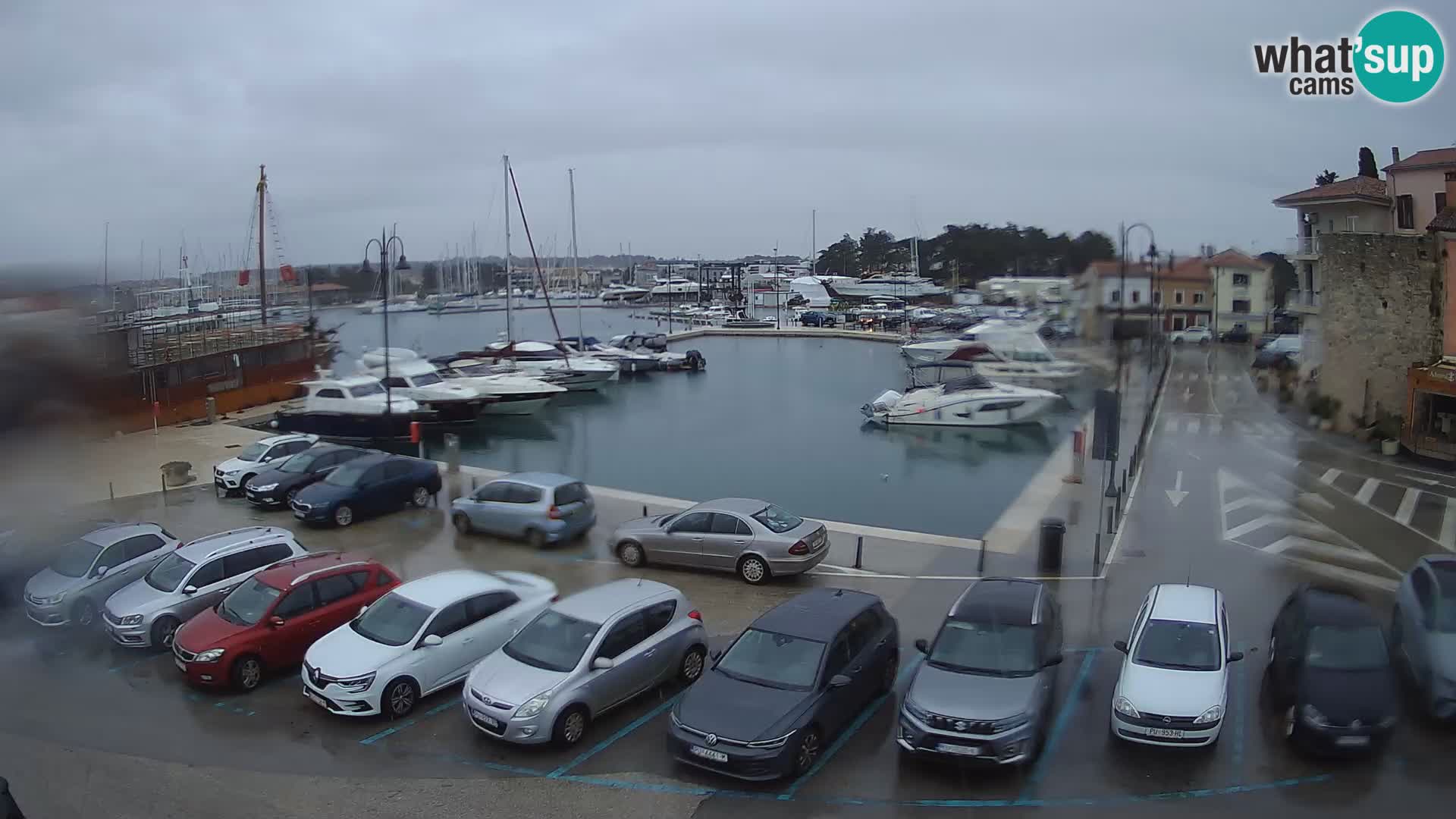 Novigrad | Porporela marina