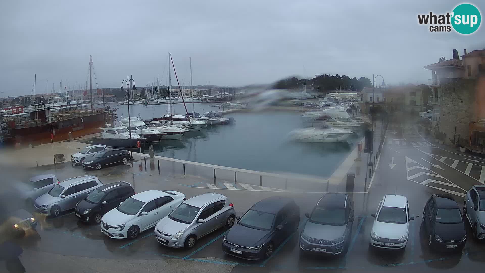 Novigrad | Porporela marina