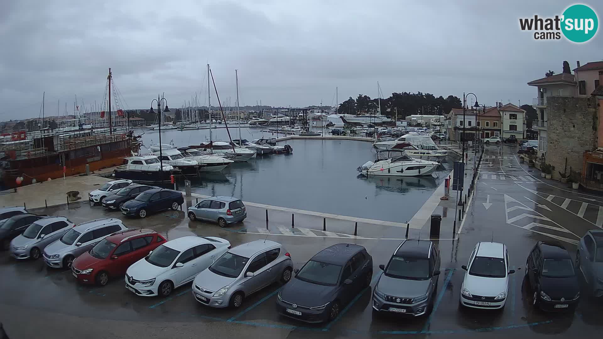 Novigrad | Porporela marina