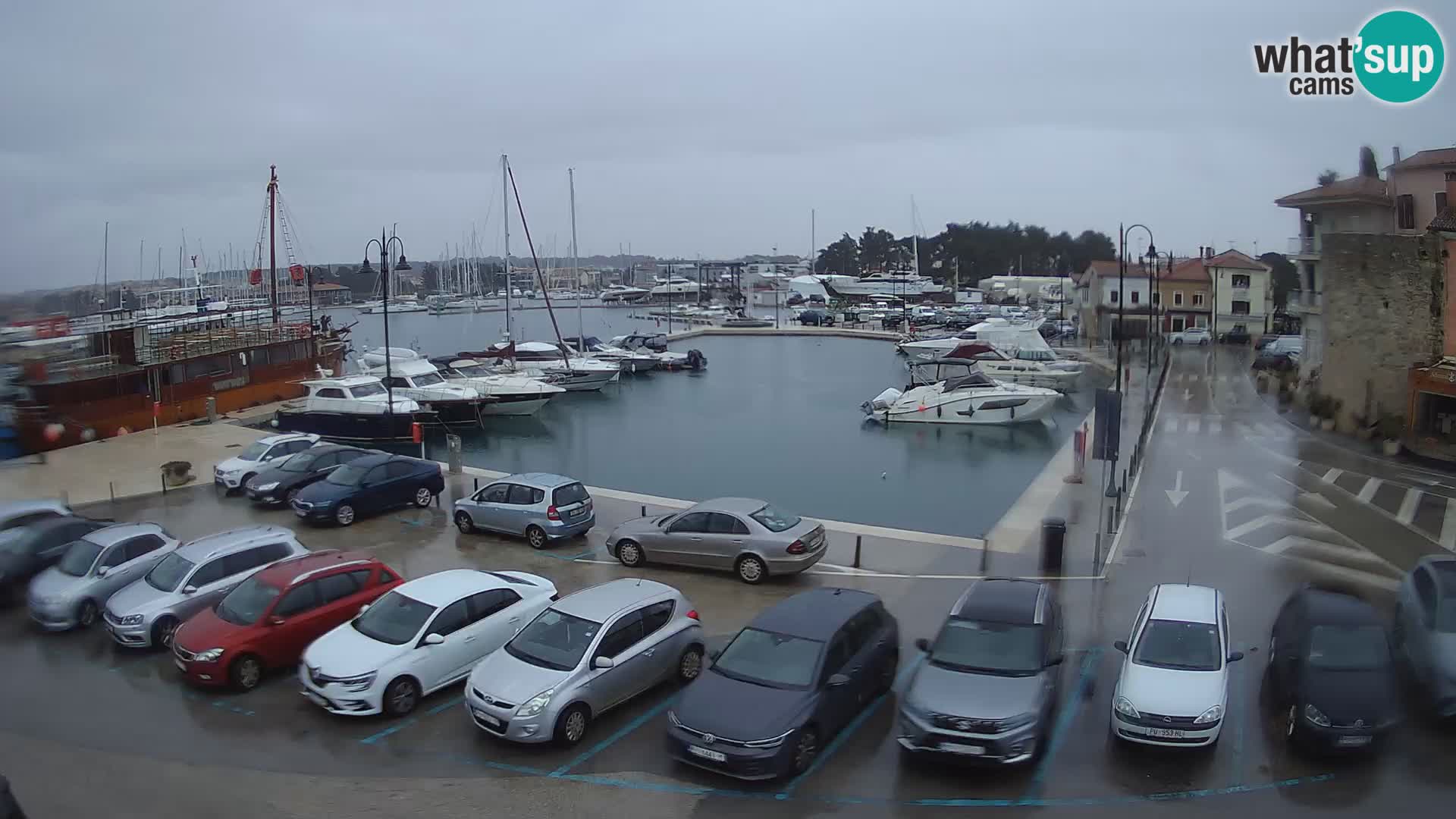 Novigrad | Porporela marina