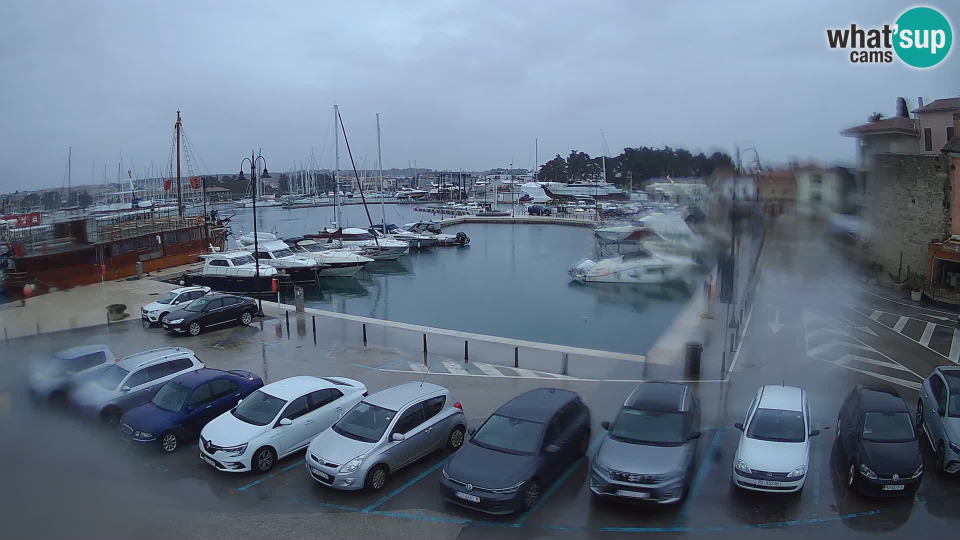 Novigrad | Porporela marina