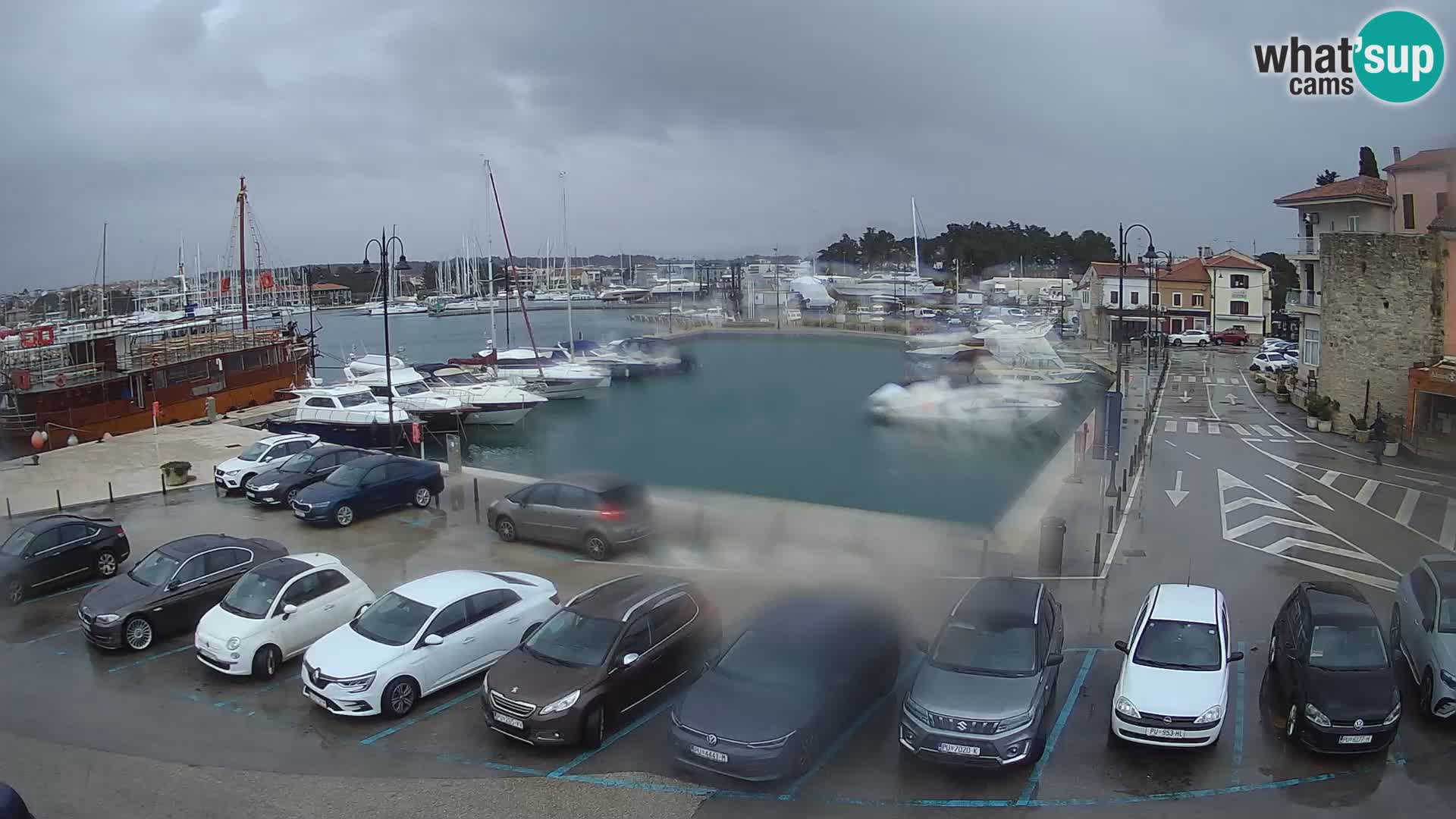 Novigrad | Porporela marina