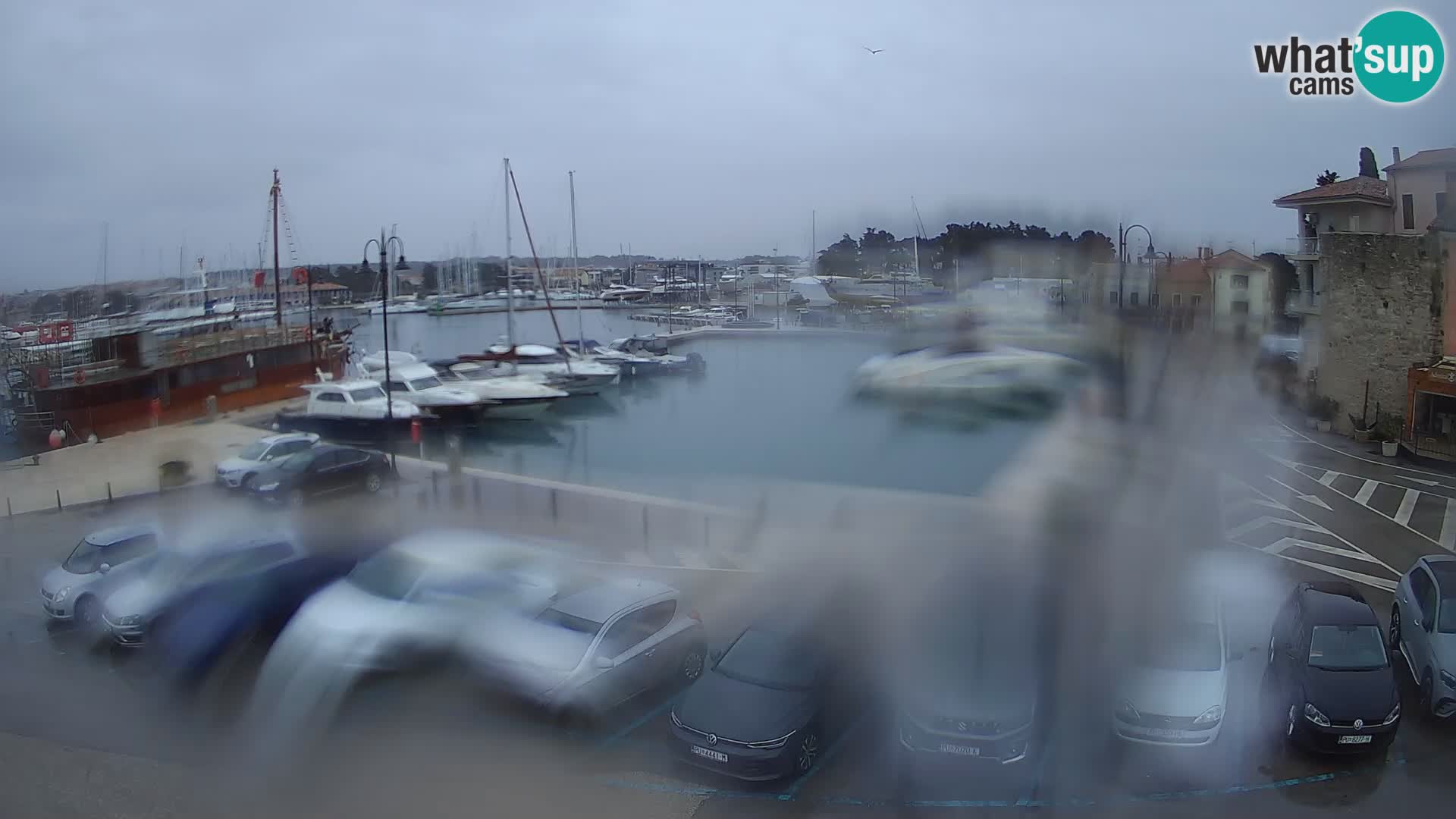 Novigrad | Porporela marina