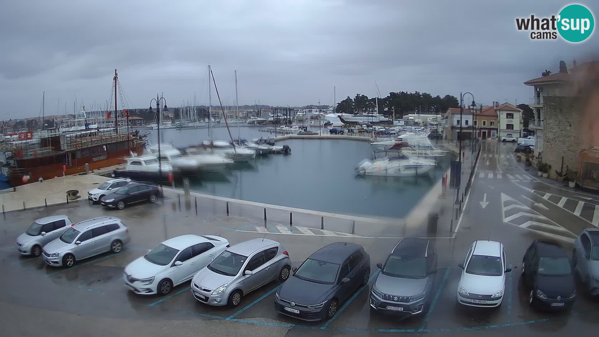 Novigrad | Porporela marina