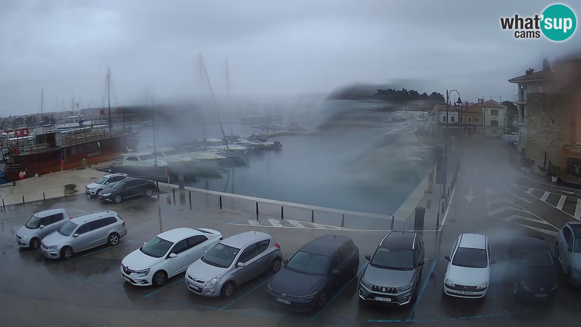 Novigrad | Porporela marina