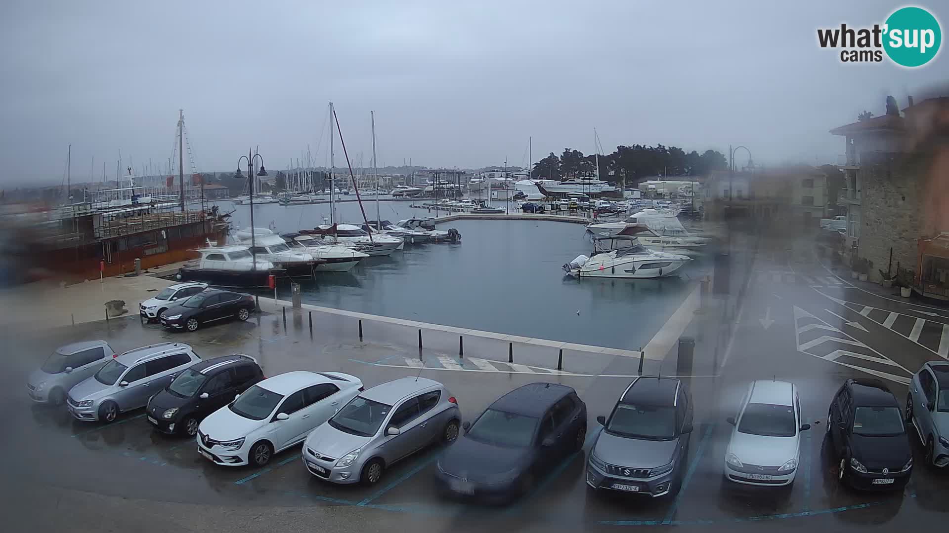 Novigrad | Porporela marina