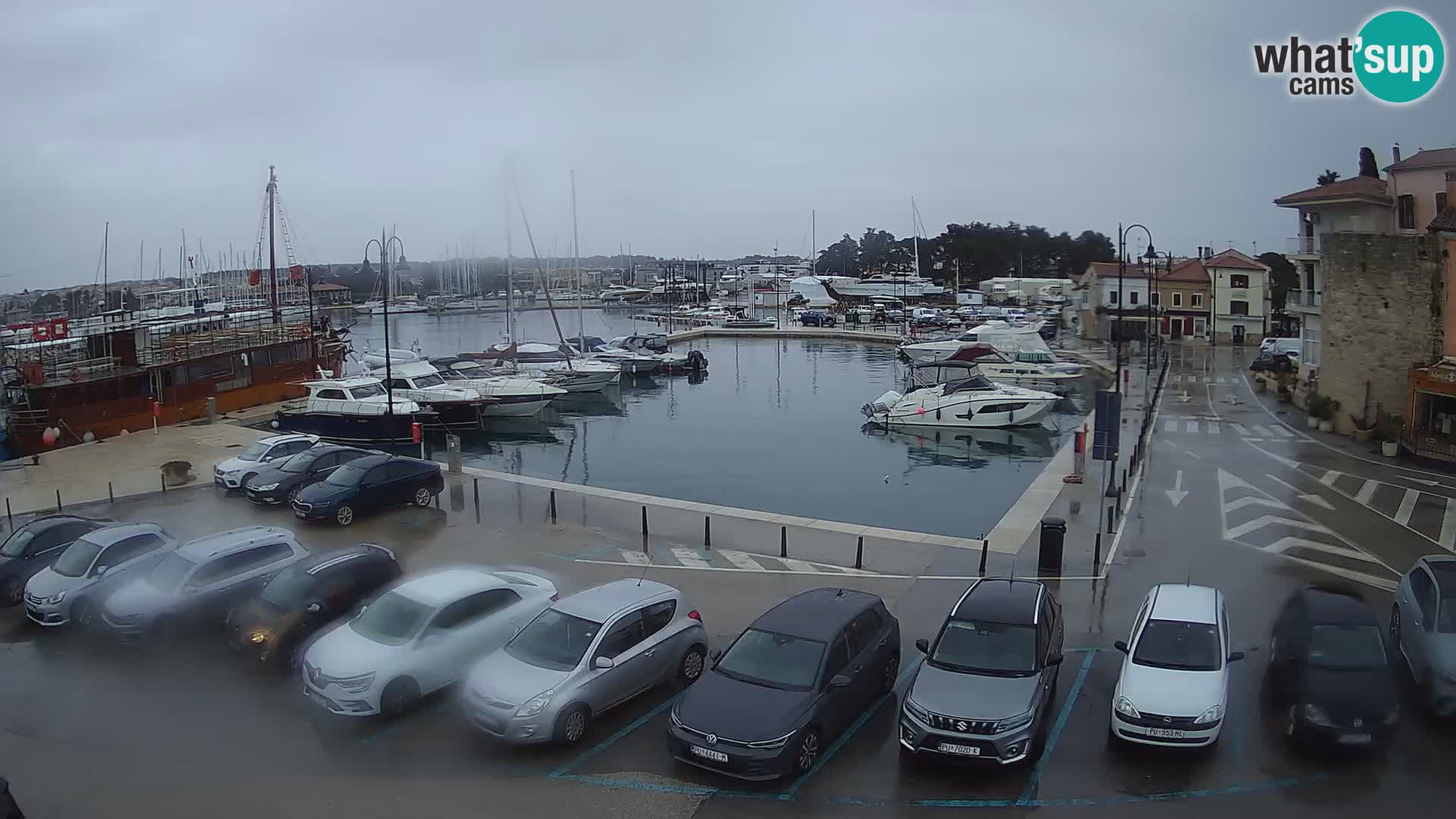 Novigrad | Porporela marina