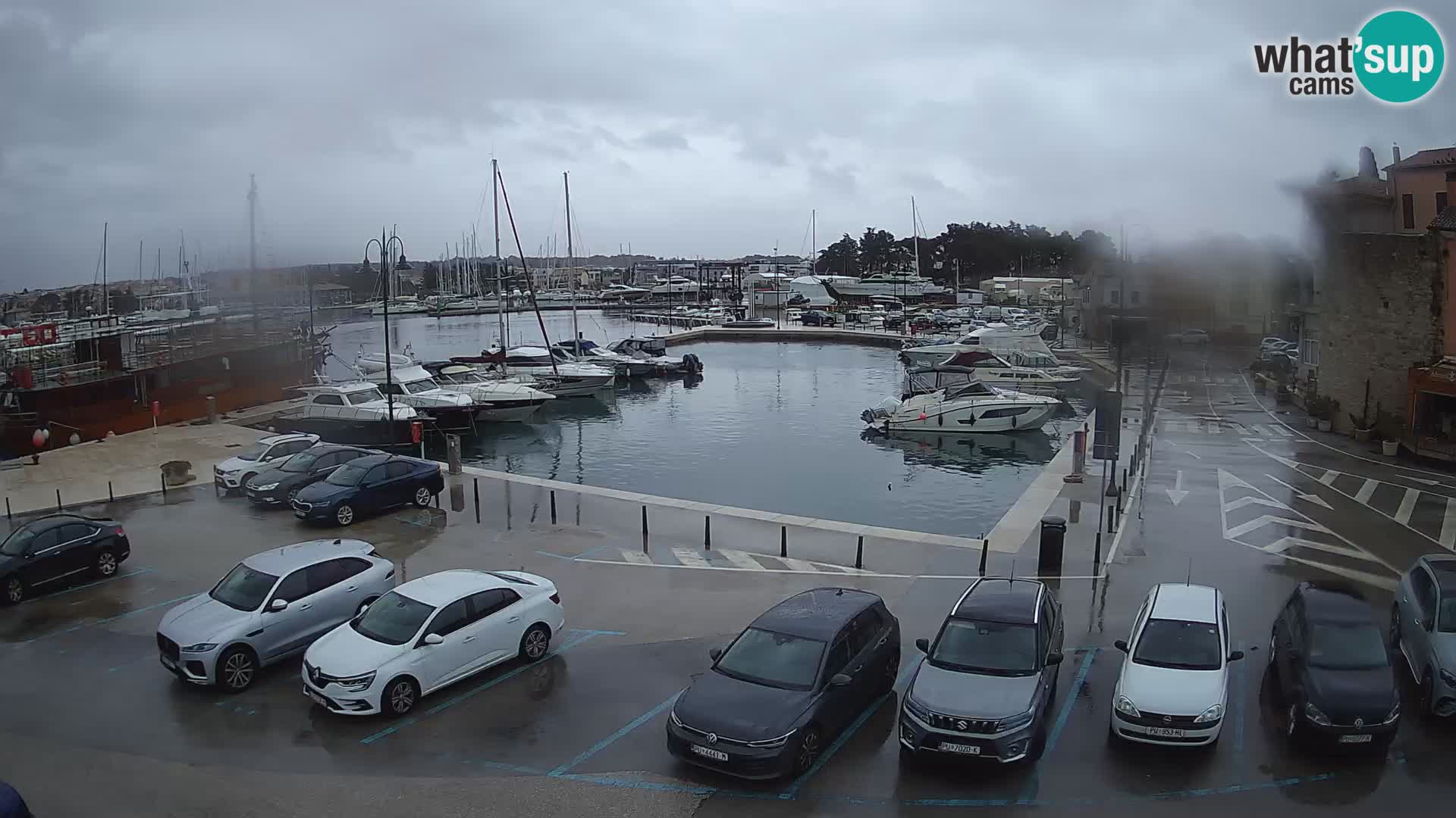 Novigrad | Porporela marina