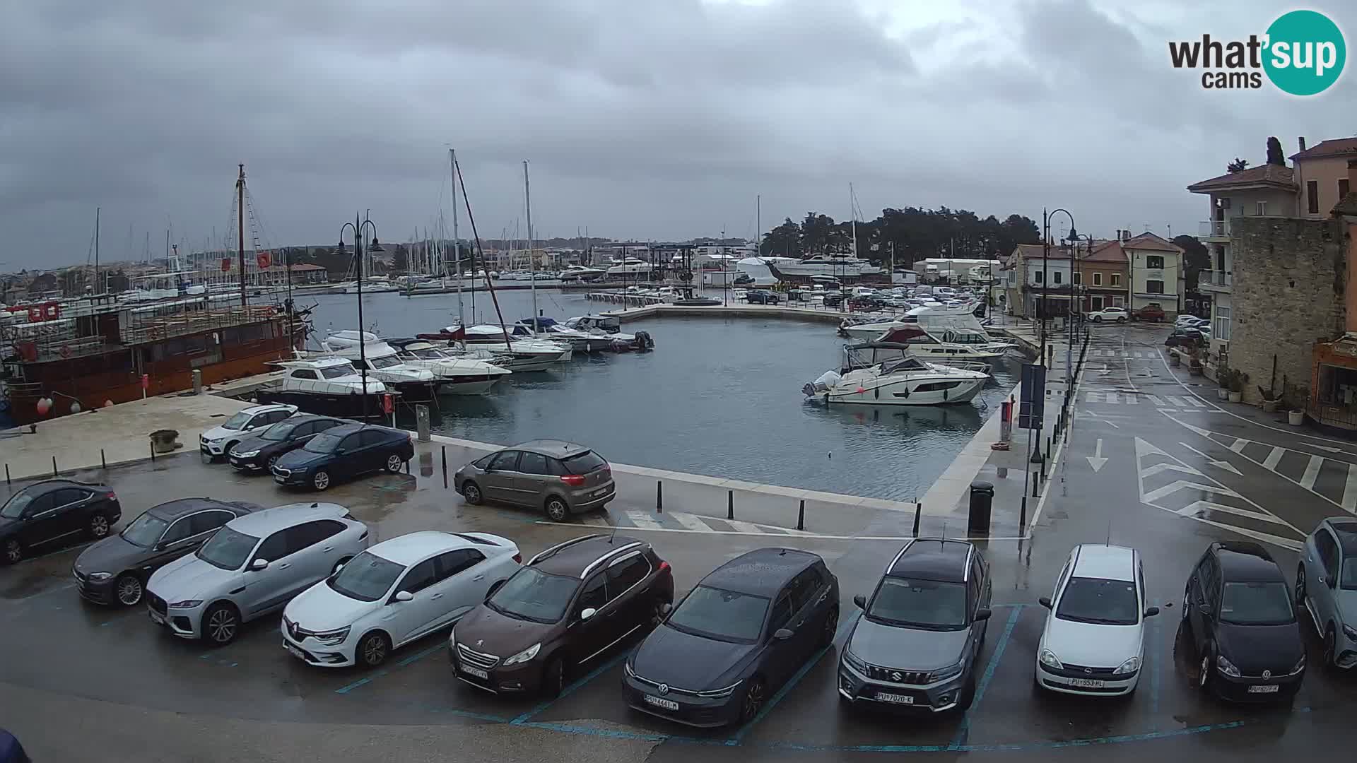 Novigrad | Porporela marina