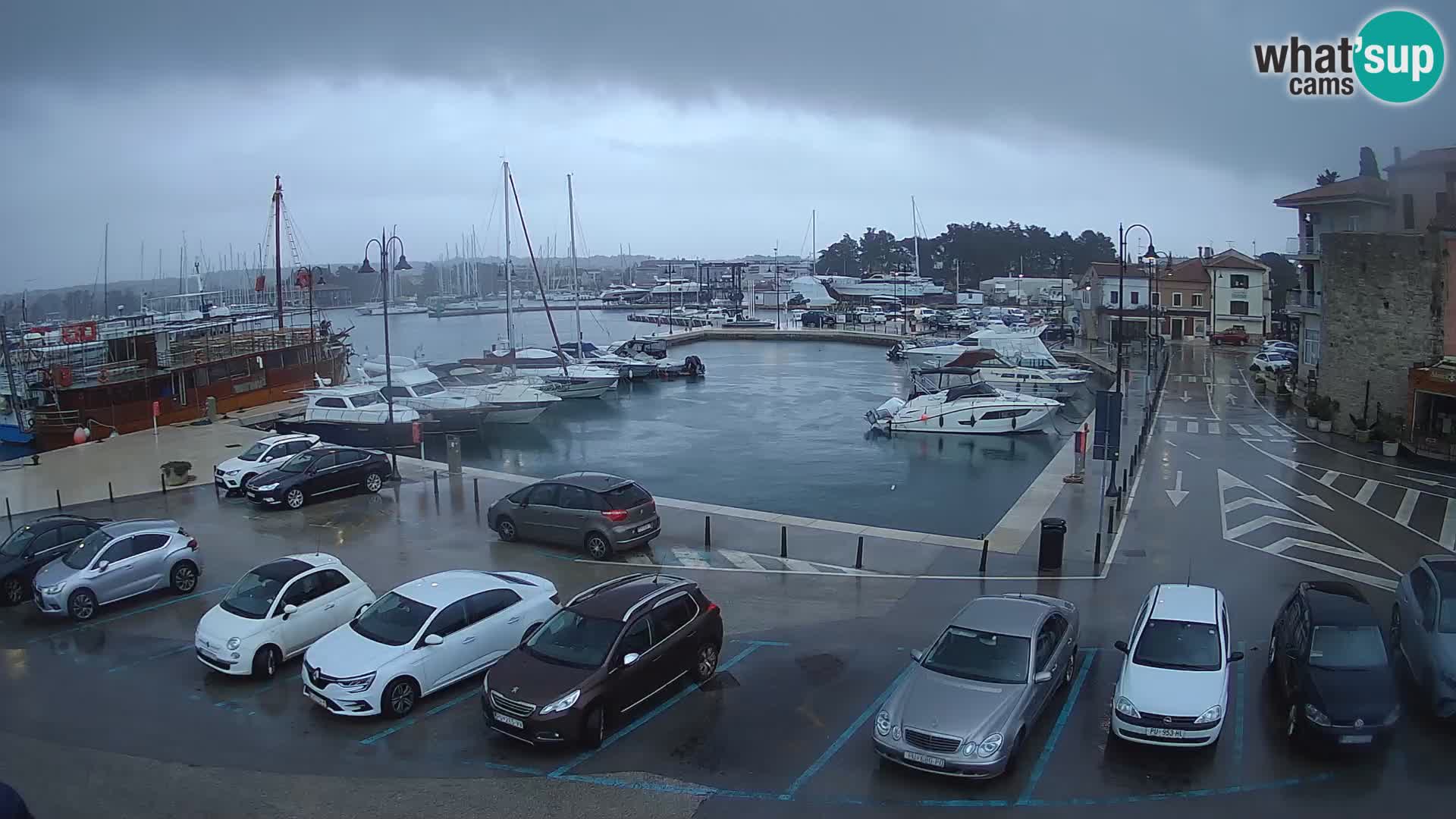 Novigrad | Porporela marina