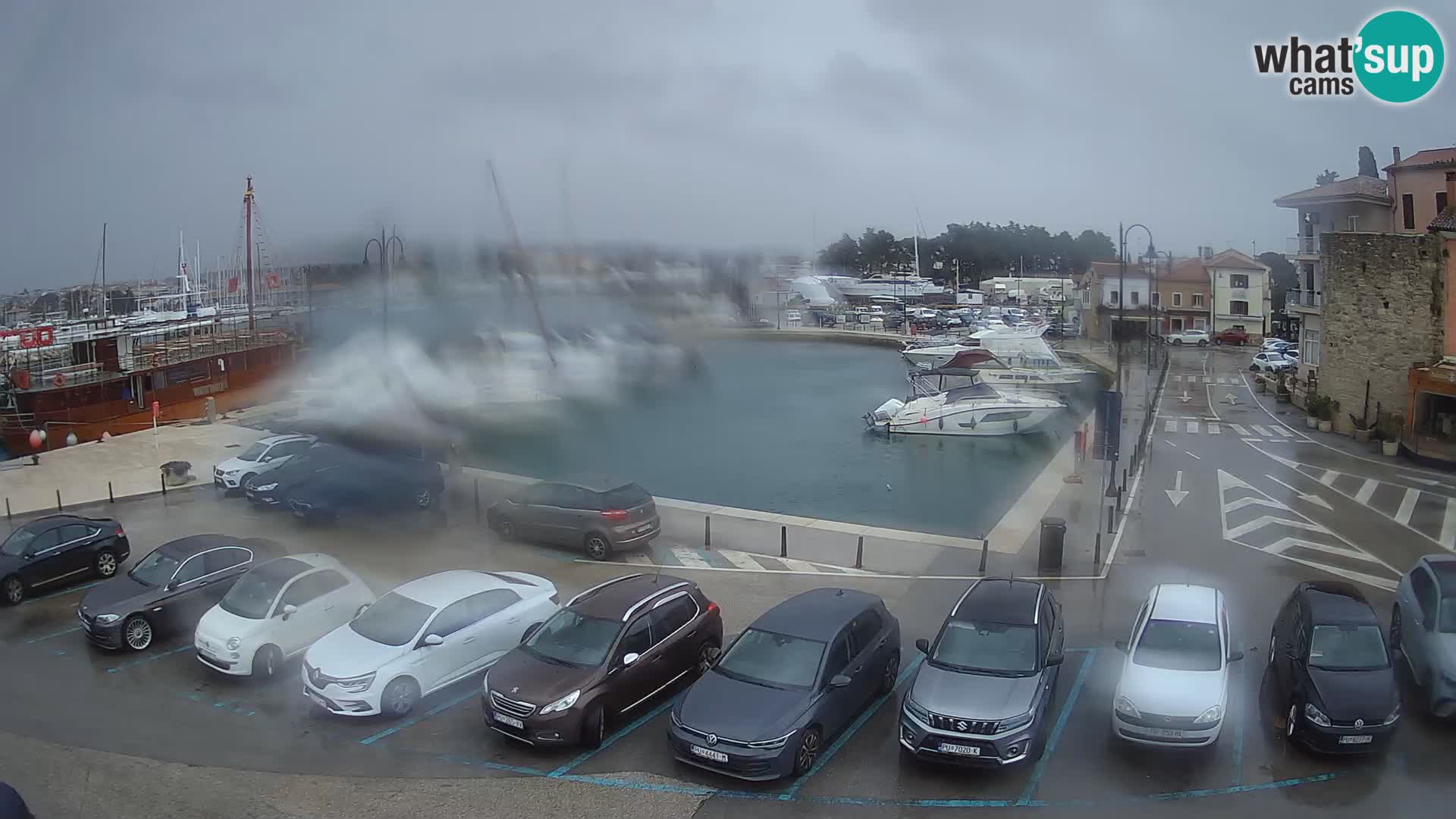 Novigrad | Porporela marina