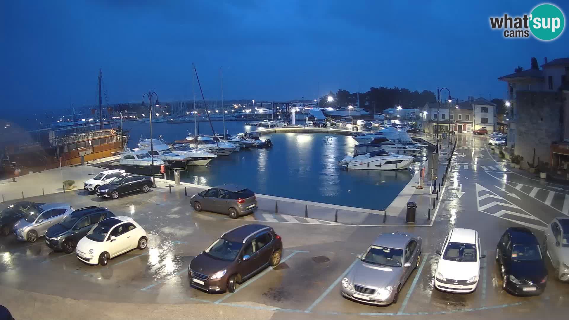 Novigrad | Porporela marina