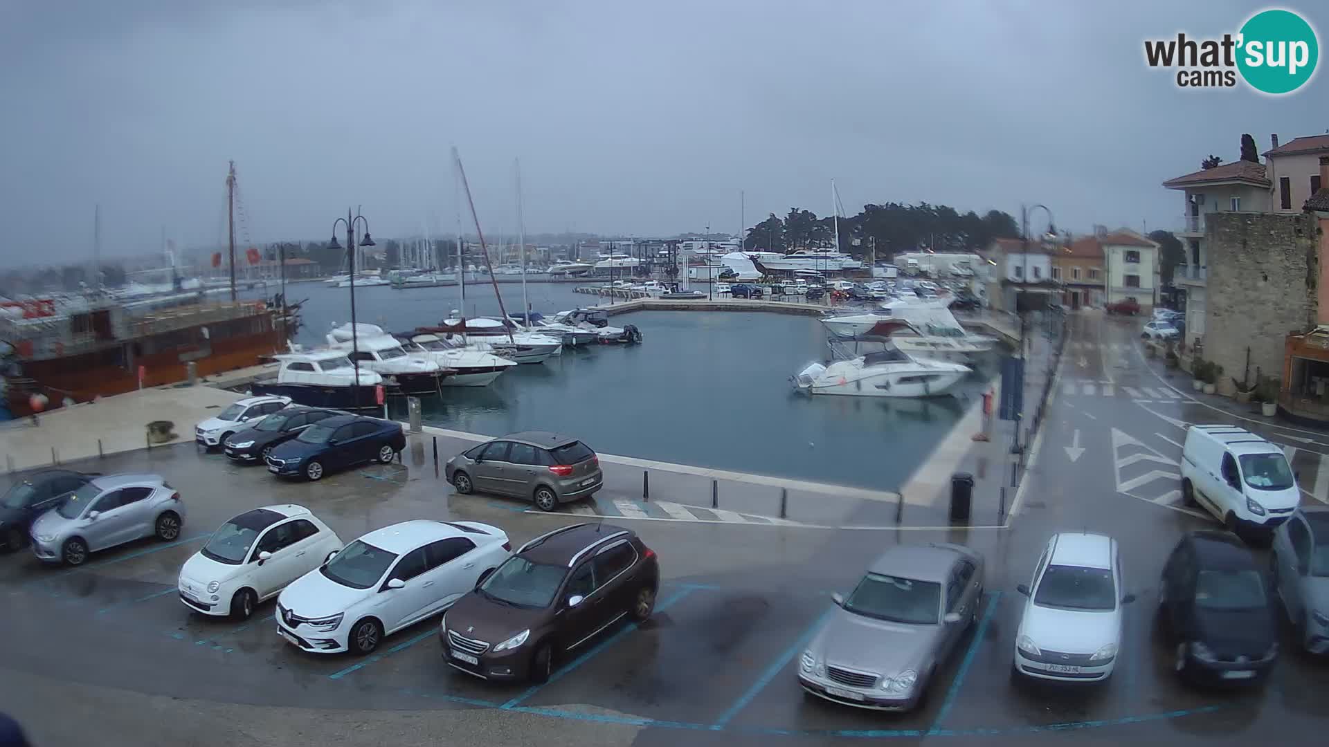 Novigrad | Porporela marina