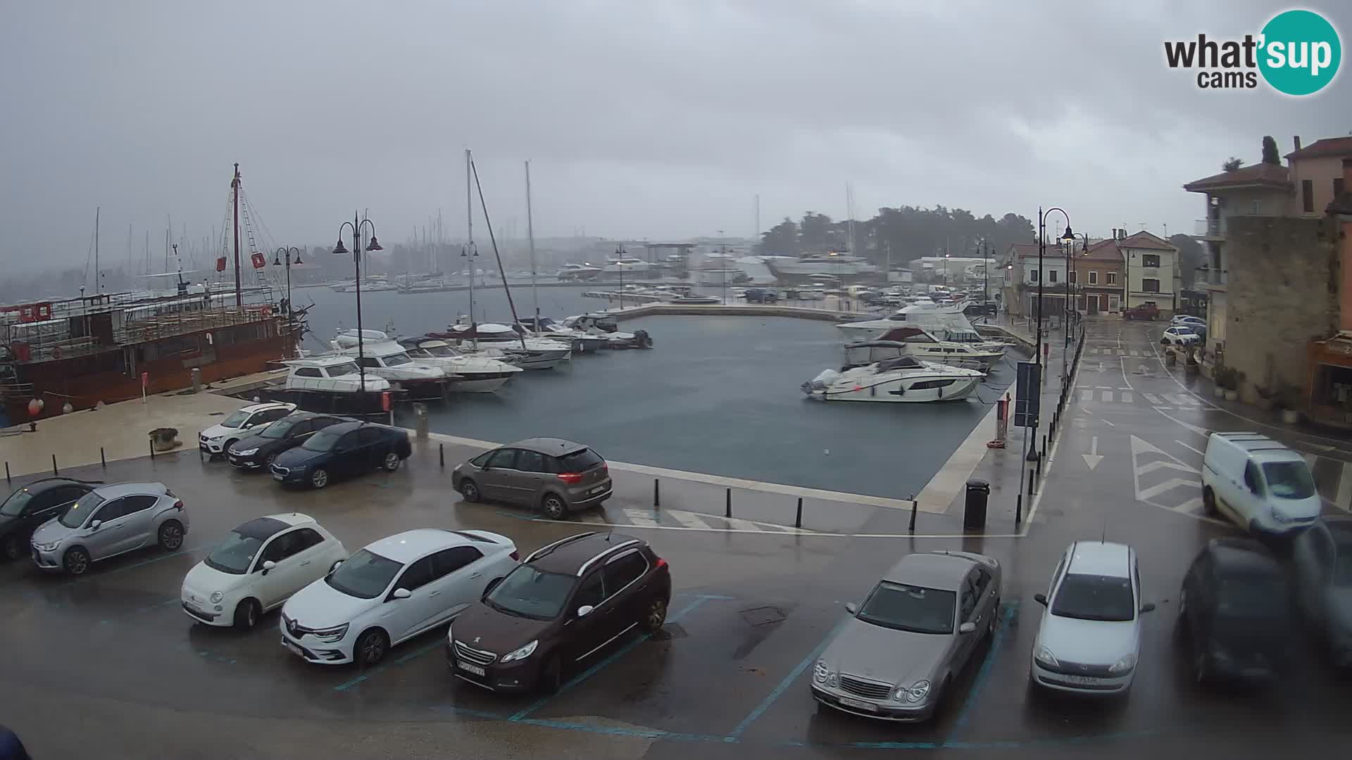 Novigrad | Porporela marina