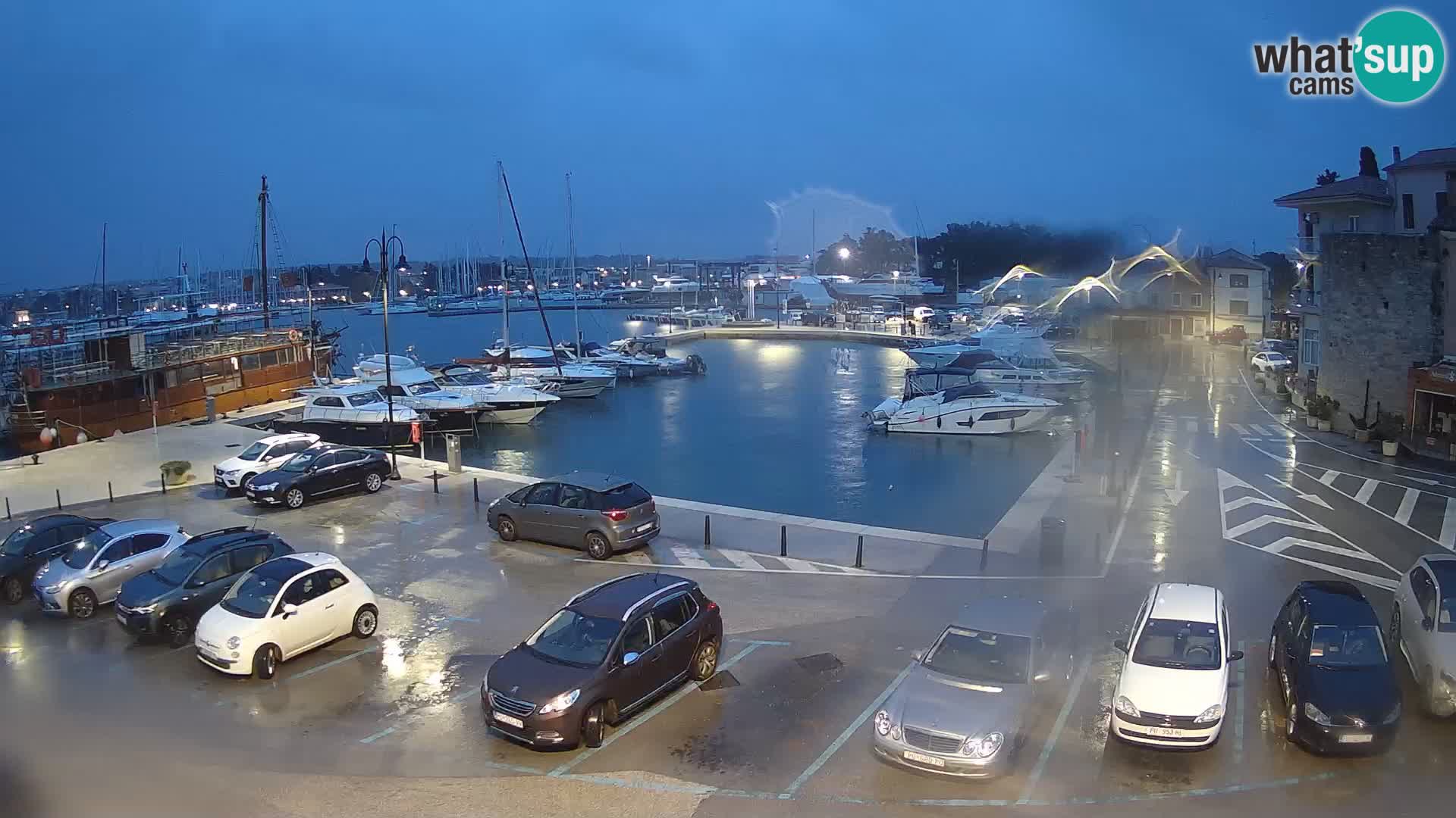 Novigrad | Porporela marina