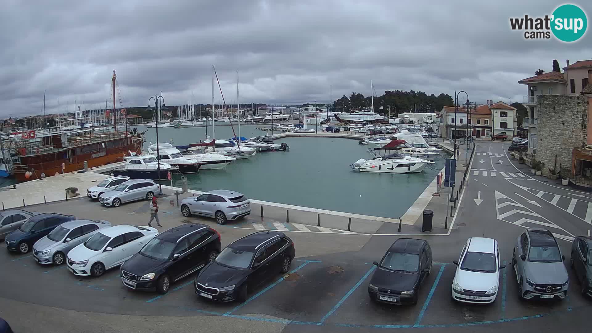 Novigrad | Porporela marina