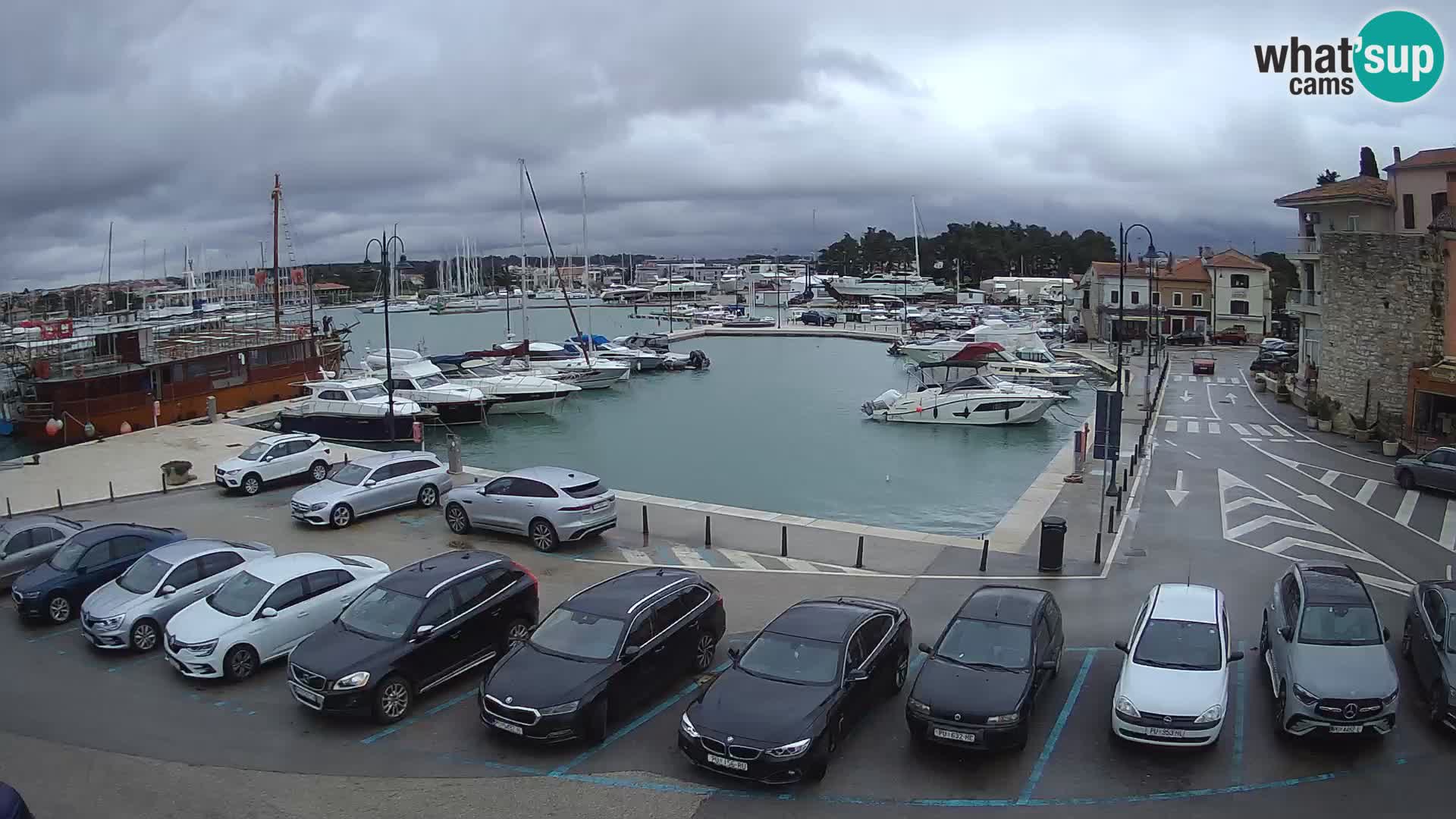 Novigrad | Porporela marina