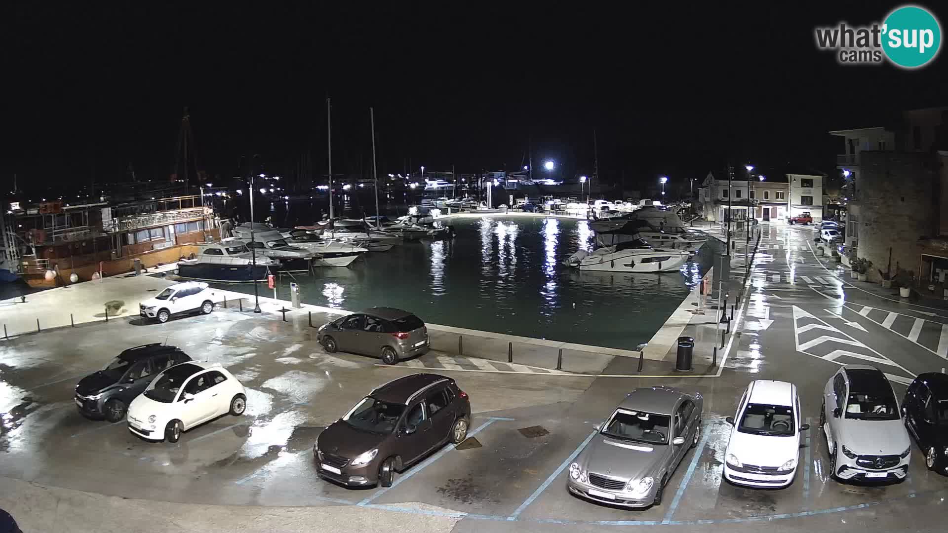 Novigrad | Porporela marina