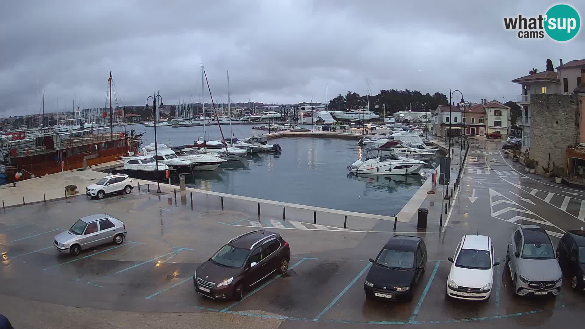 Novigrad | Porporela marina