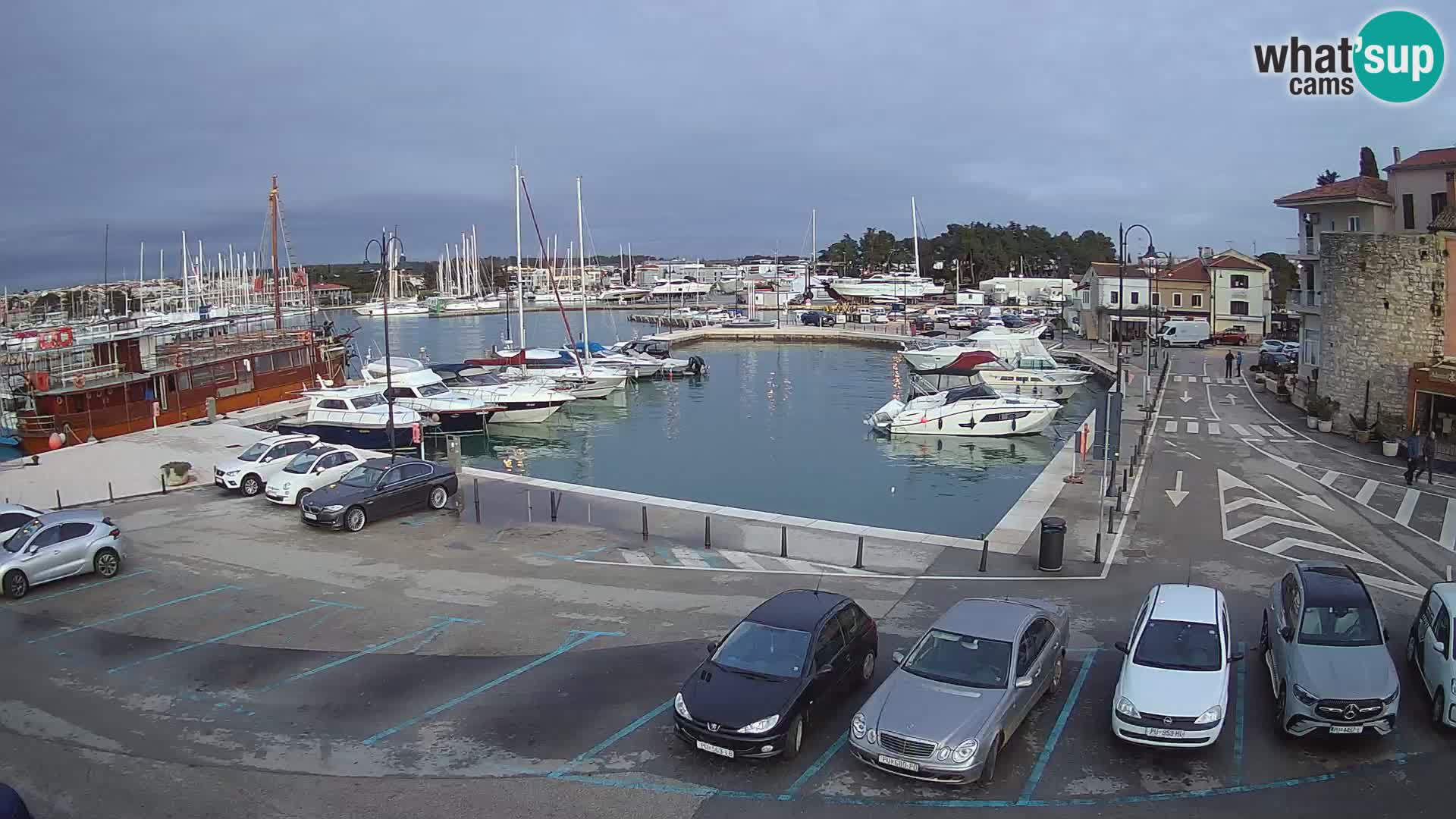 Novigrad | Porporela marina