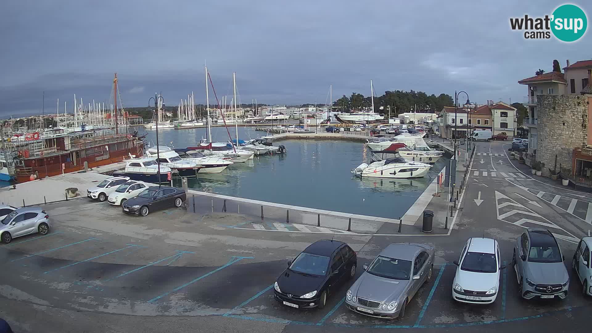 Novigrad | Porporela marina