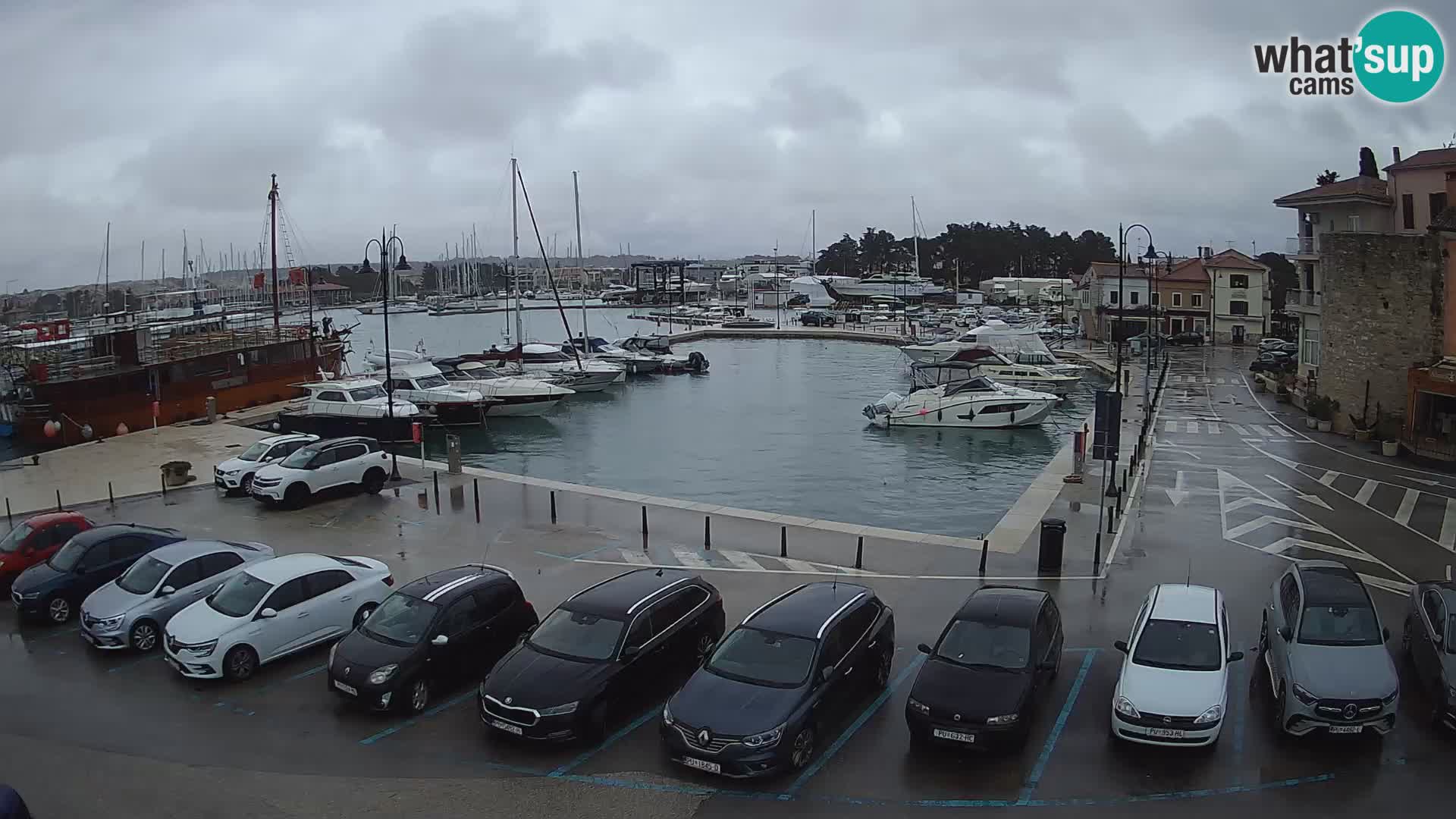 Novigrad | Porporela marina