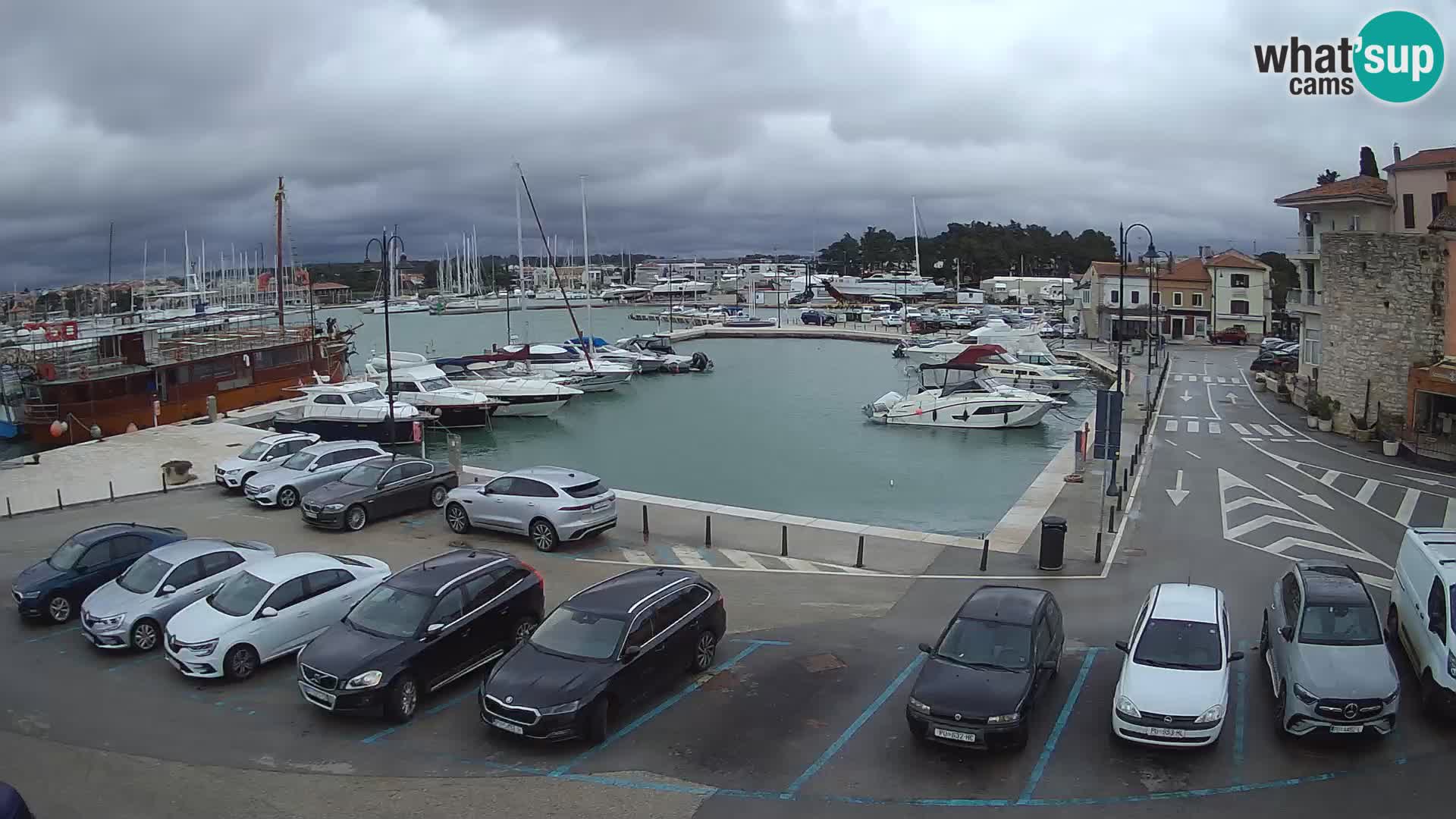 Novigrad | Porporela marina