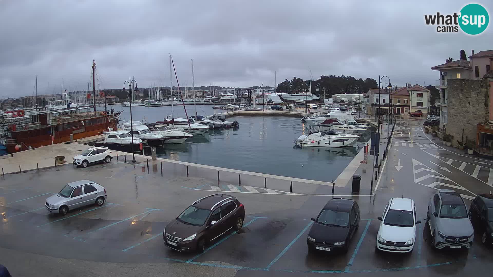 Novigrad | Porporela marina