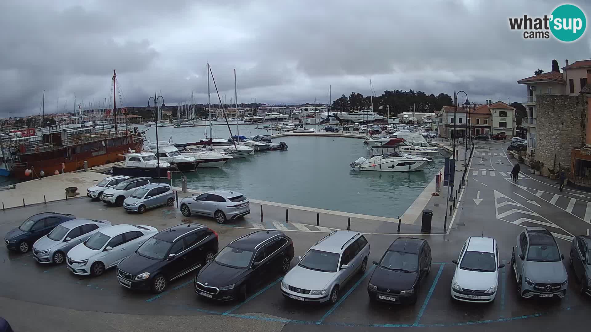 Novigrad | Porporela marina