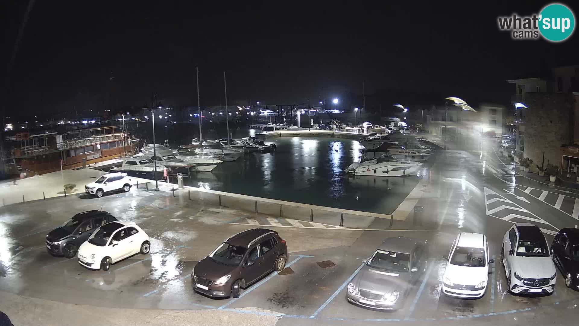 Novigrad | Porporela marina