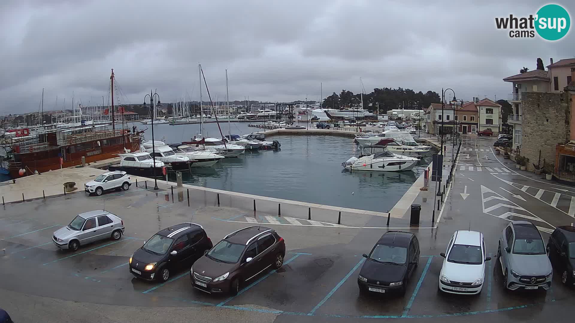 Novigrad | Porporela marina