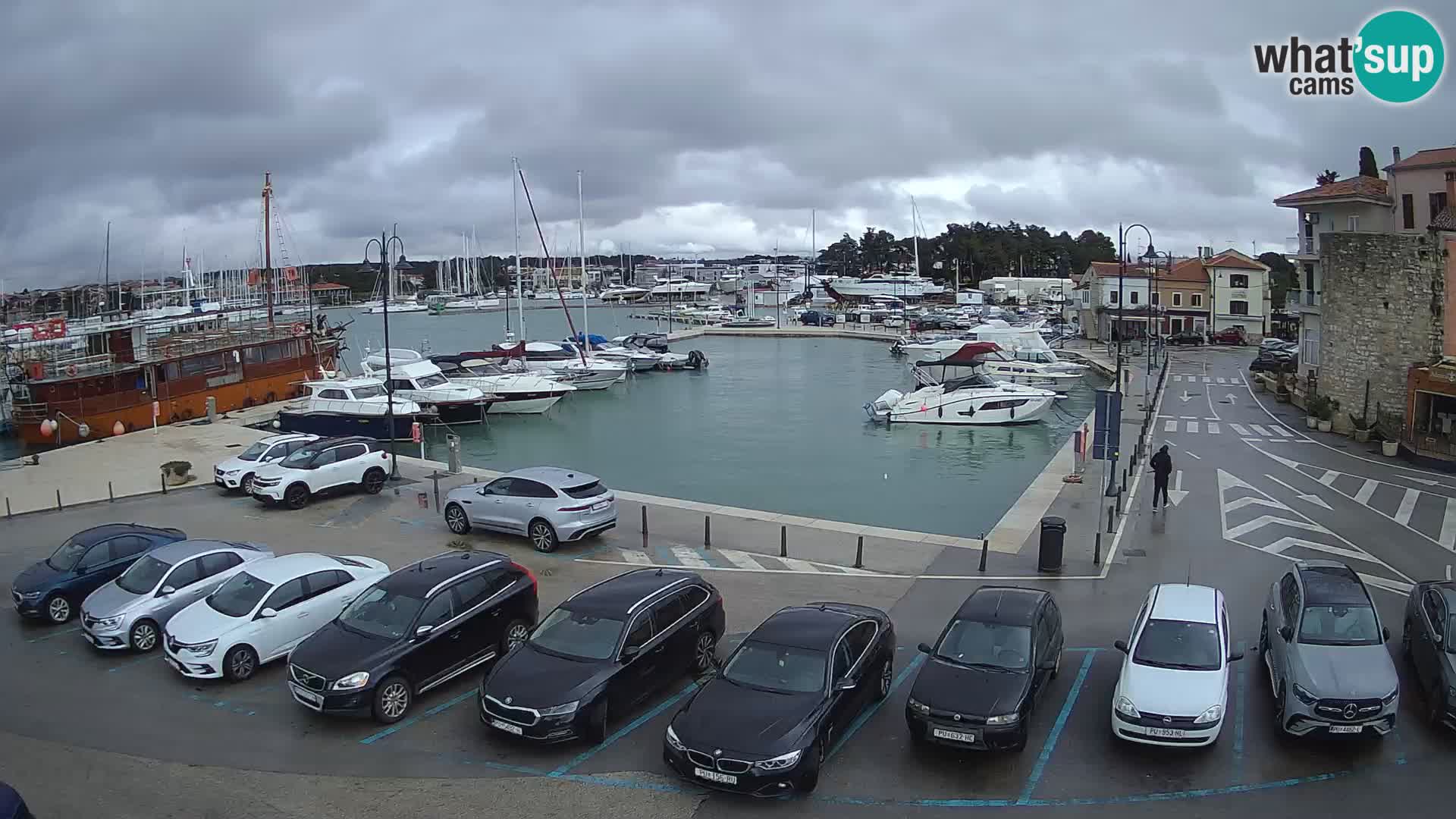 Novigrad | Porporela marina